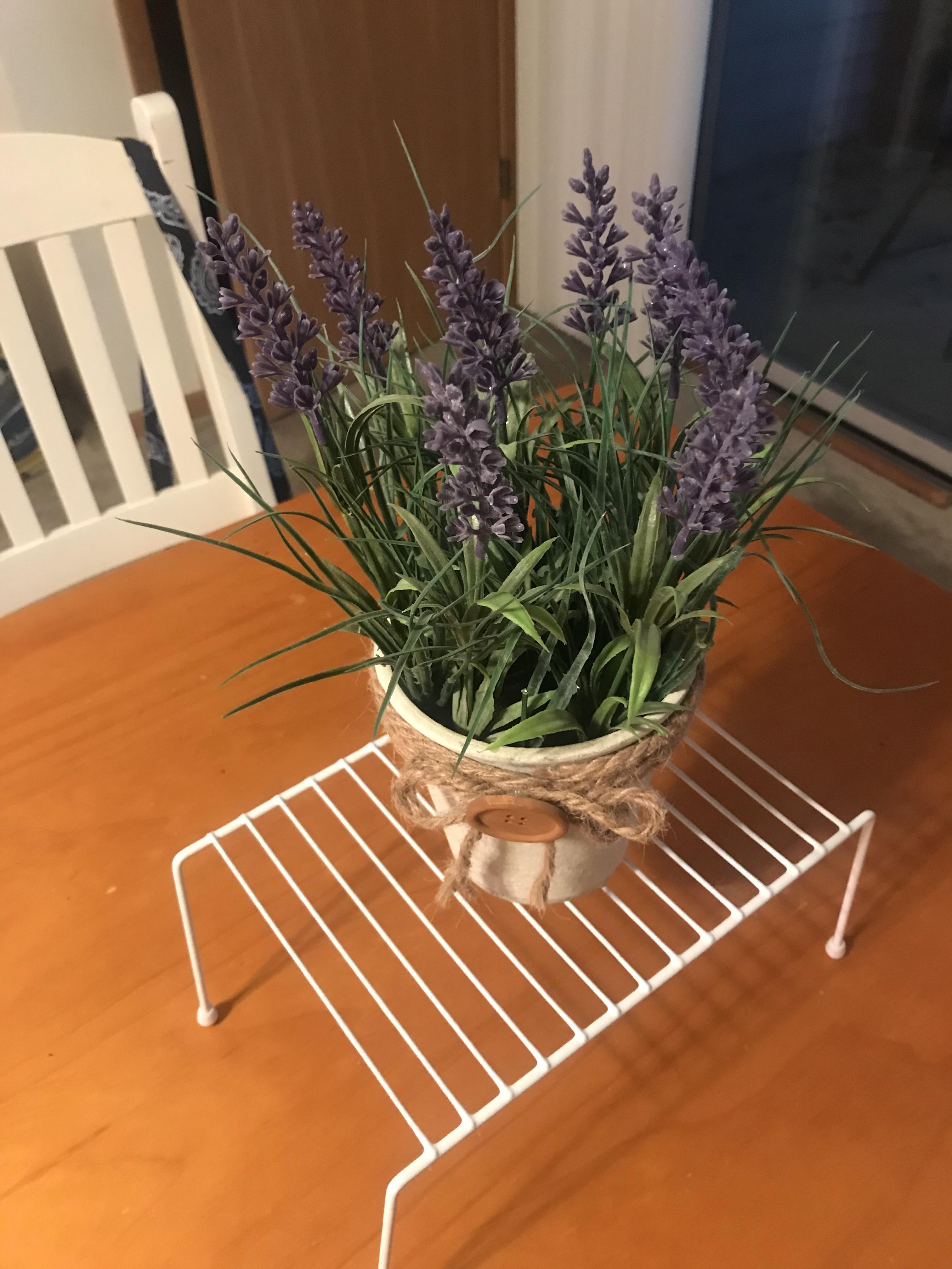 Using a fake plant I don’t care about to test if my cat will chew up a