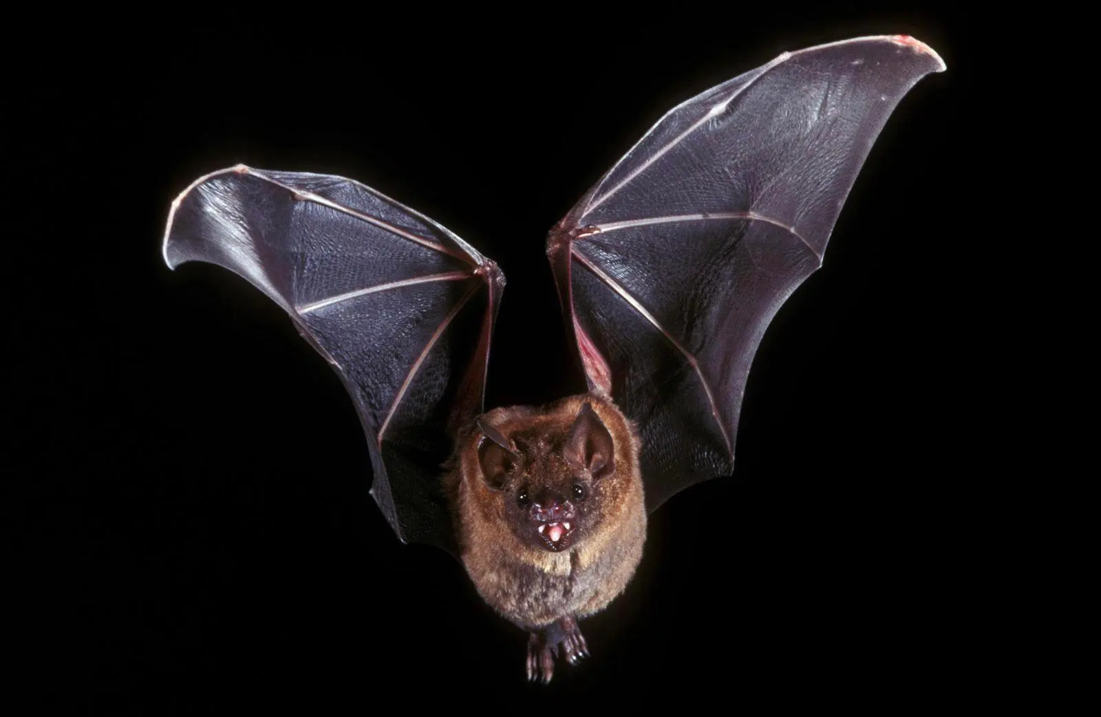 🔥 Vampire Bat Saliva Contains a Protein Which Keeps Their Victim’s ...