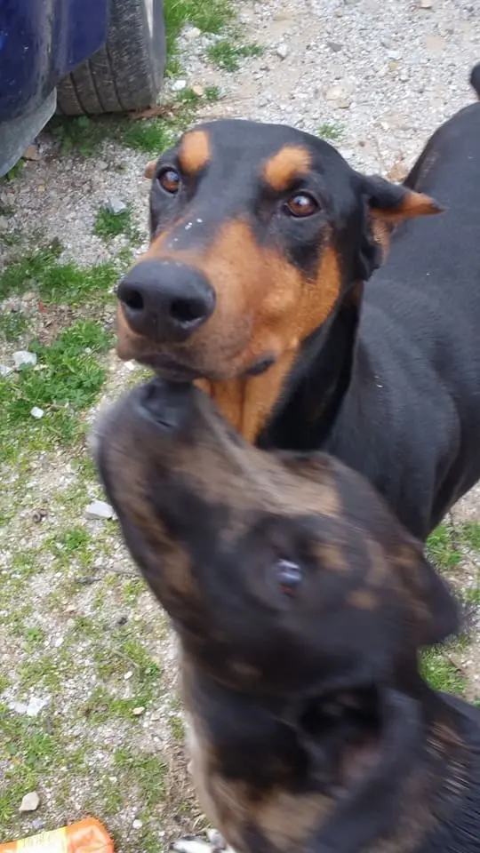 Very Fast Doggo Running at Incredible Hihg Speed Very Fast Doggo ...