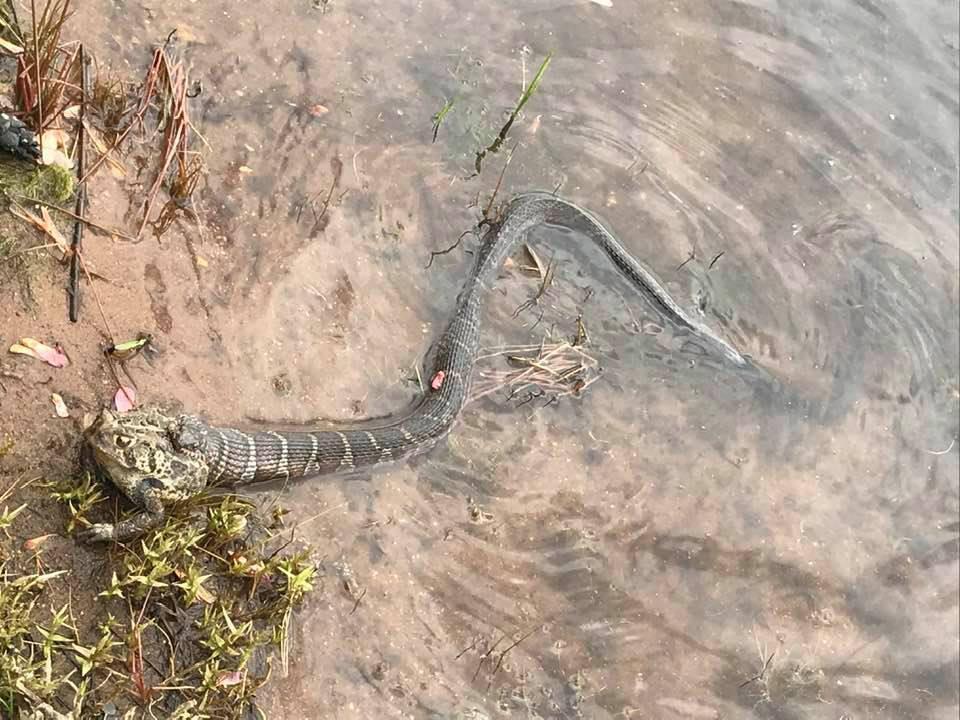 Water Snake Eating a Toad! | Scrolller