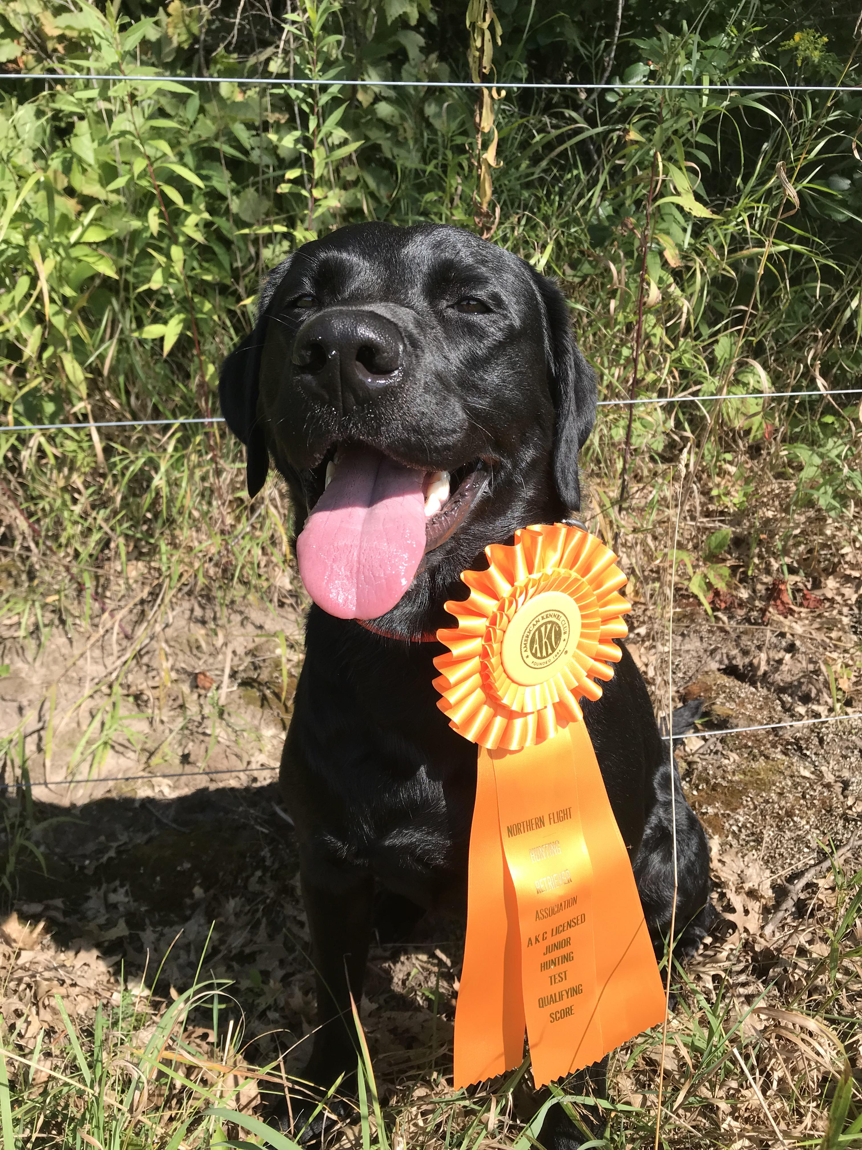Waylon passed his first AKC Jr hunt test! Scrolller Waylon passed his first AKC Jr hunt test! Scrolller