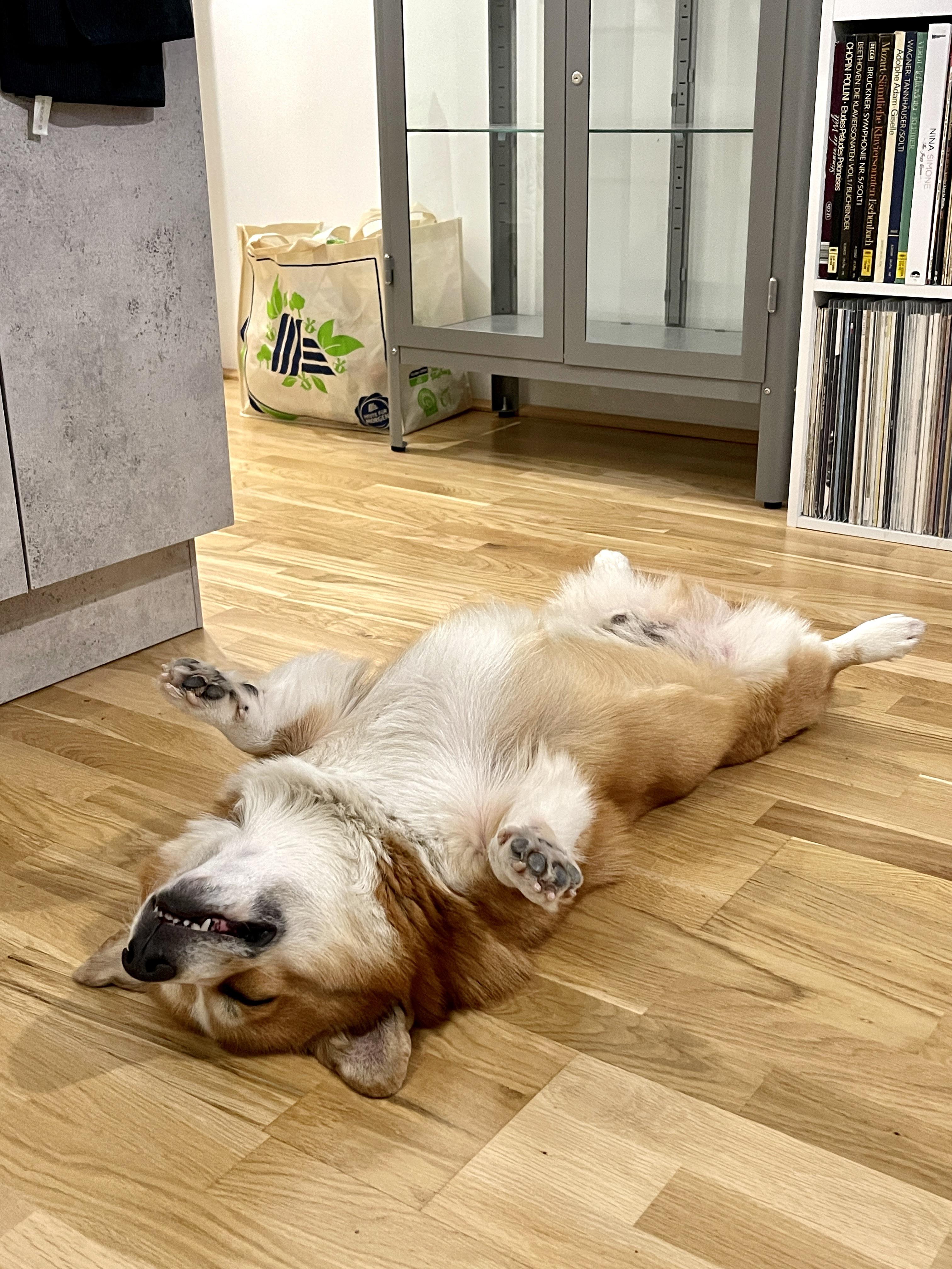 Weird sleeping positions appreciation post. And he's snoring! | Scrolller