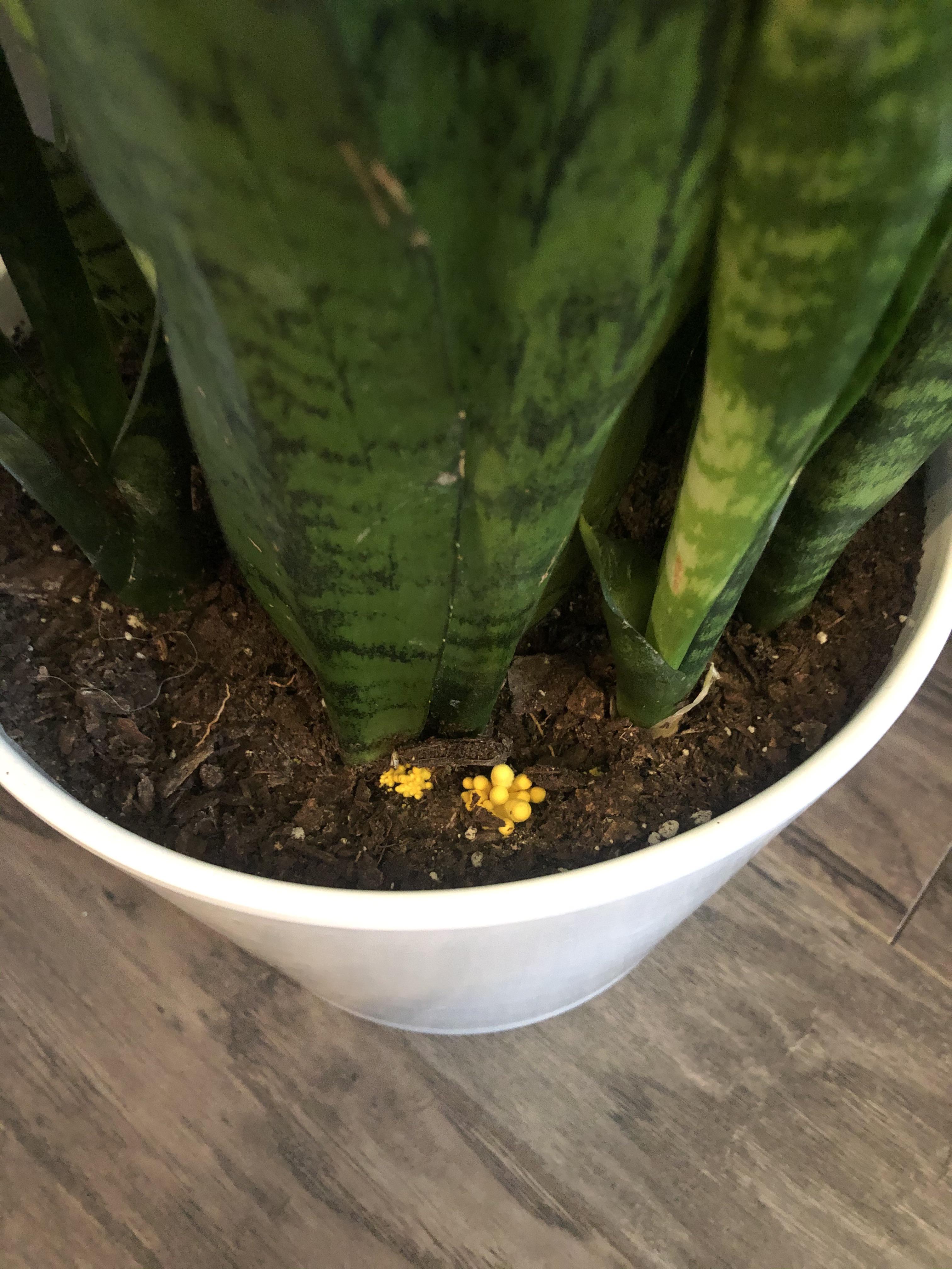What are these yellow/orange balls in my soil? Should I be concerned