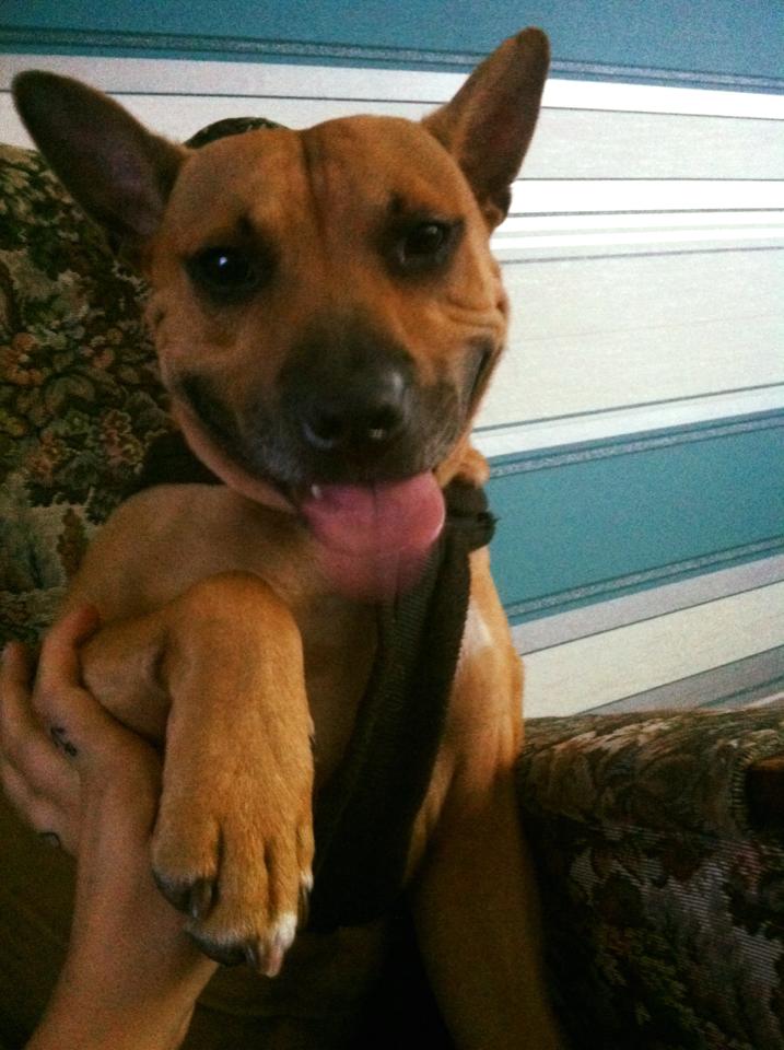 What is my doggie crossed with???? [Breeds] Scrolller