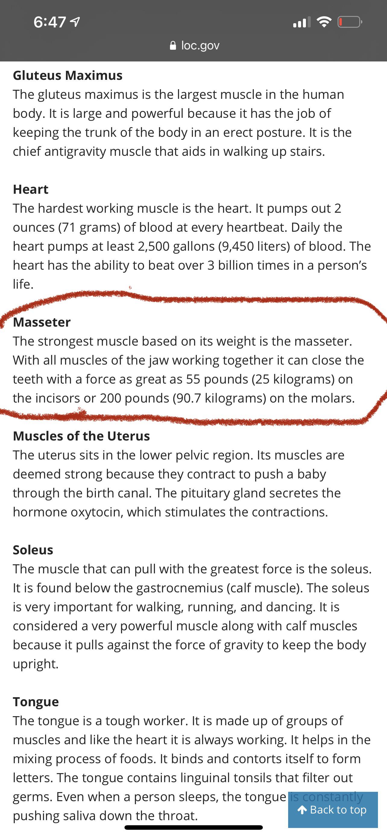 **What is the strongest muscle in the human body based on its weight