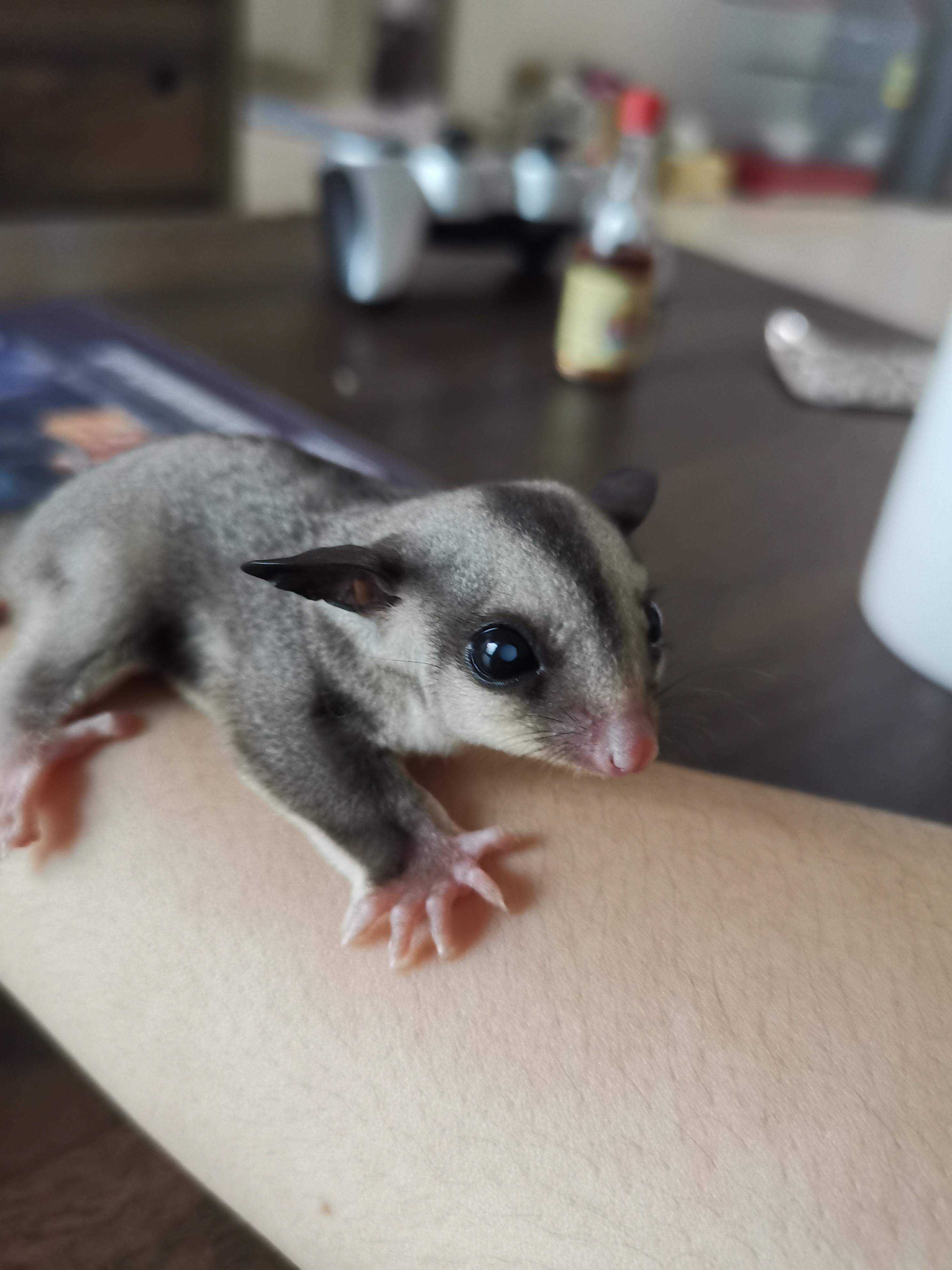 what-is-the-white-spot-in-my-sugar-glider-eyes-both-eyes-but-the-left