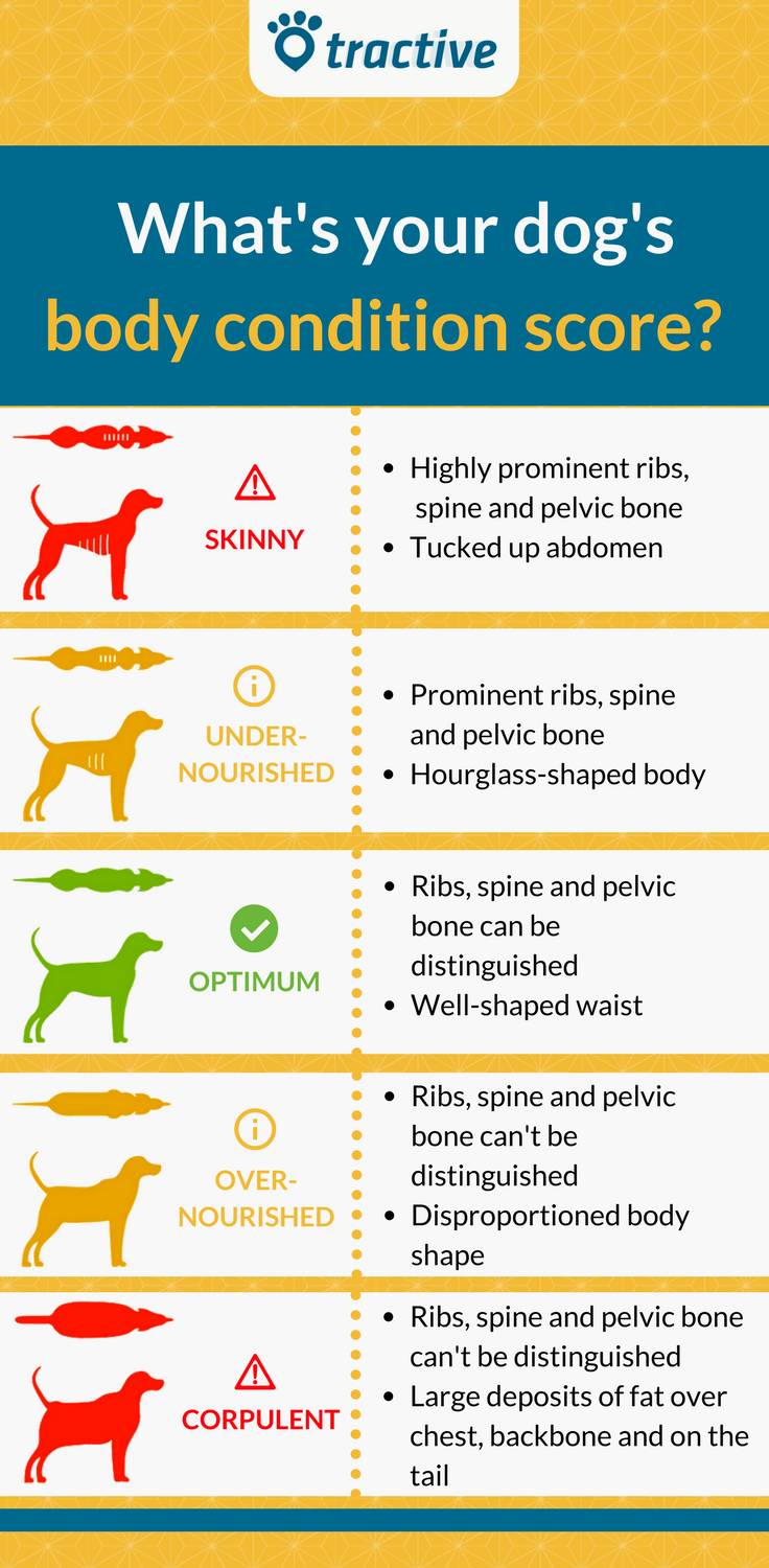 What Is Your Dogs Body Condition Score? | Scrolller