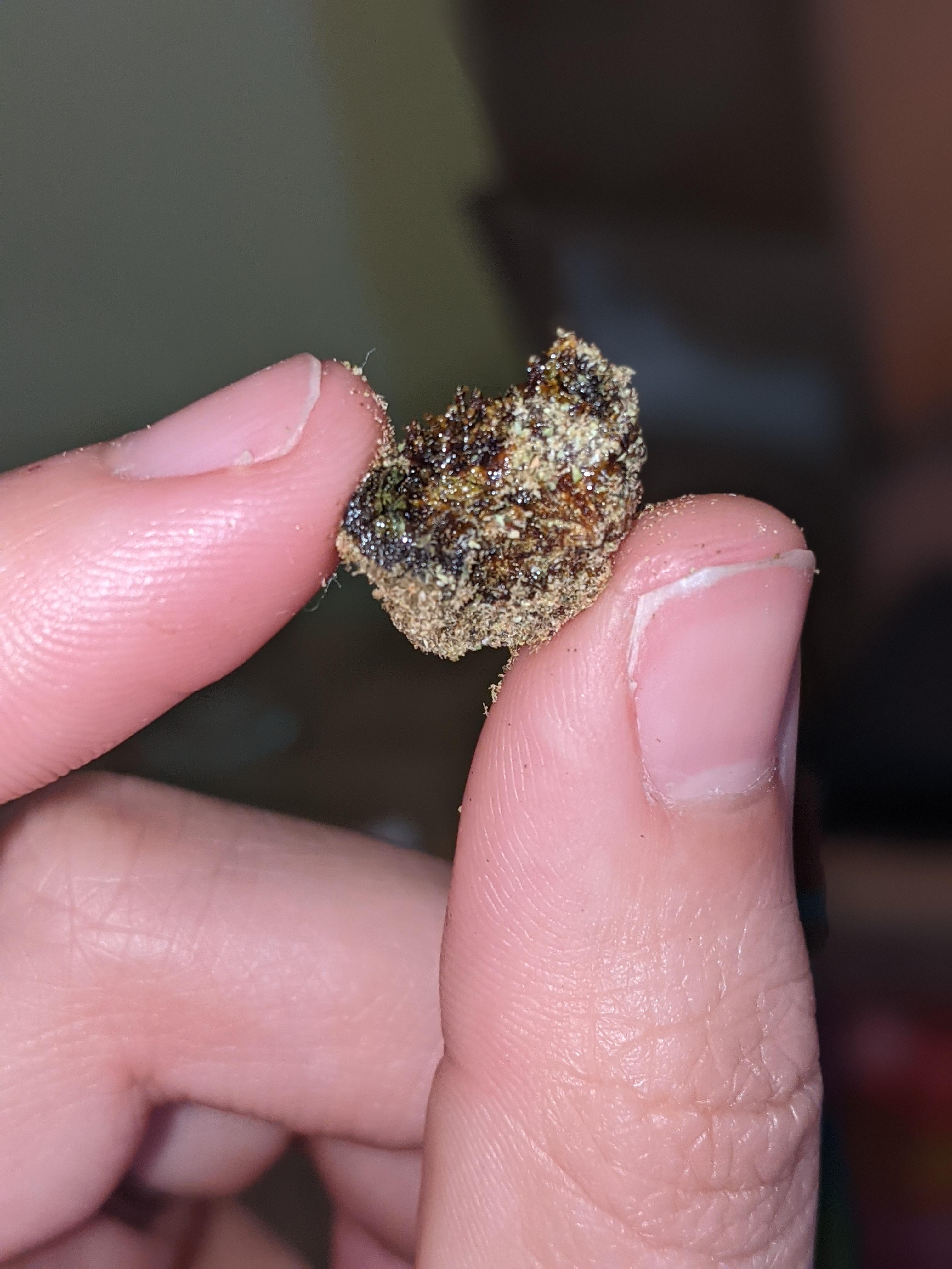 White Bubba Moon Rock cross section 🤤🤤 | Scrolller