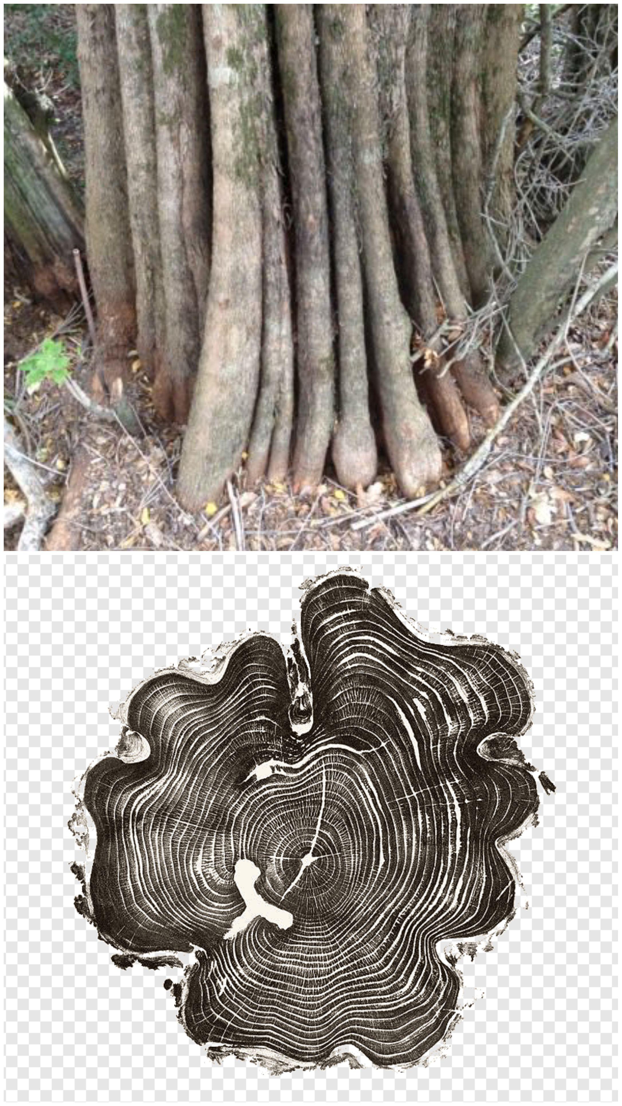 Why do some trees, like hornbeams and yews get fluted trunks like this