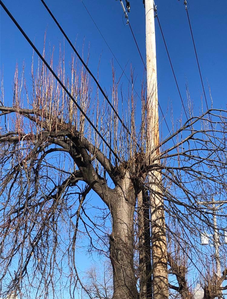 Why do some trees look electrocuted (branches standing up vertically ...