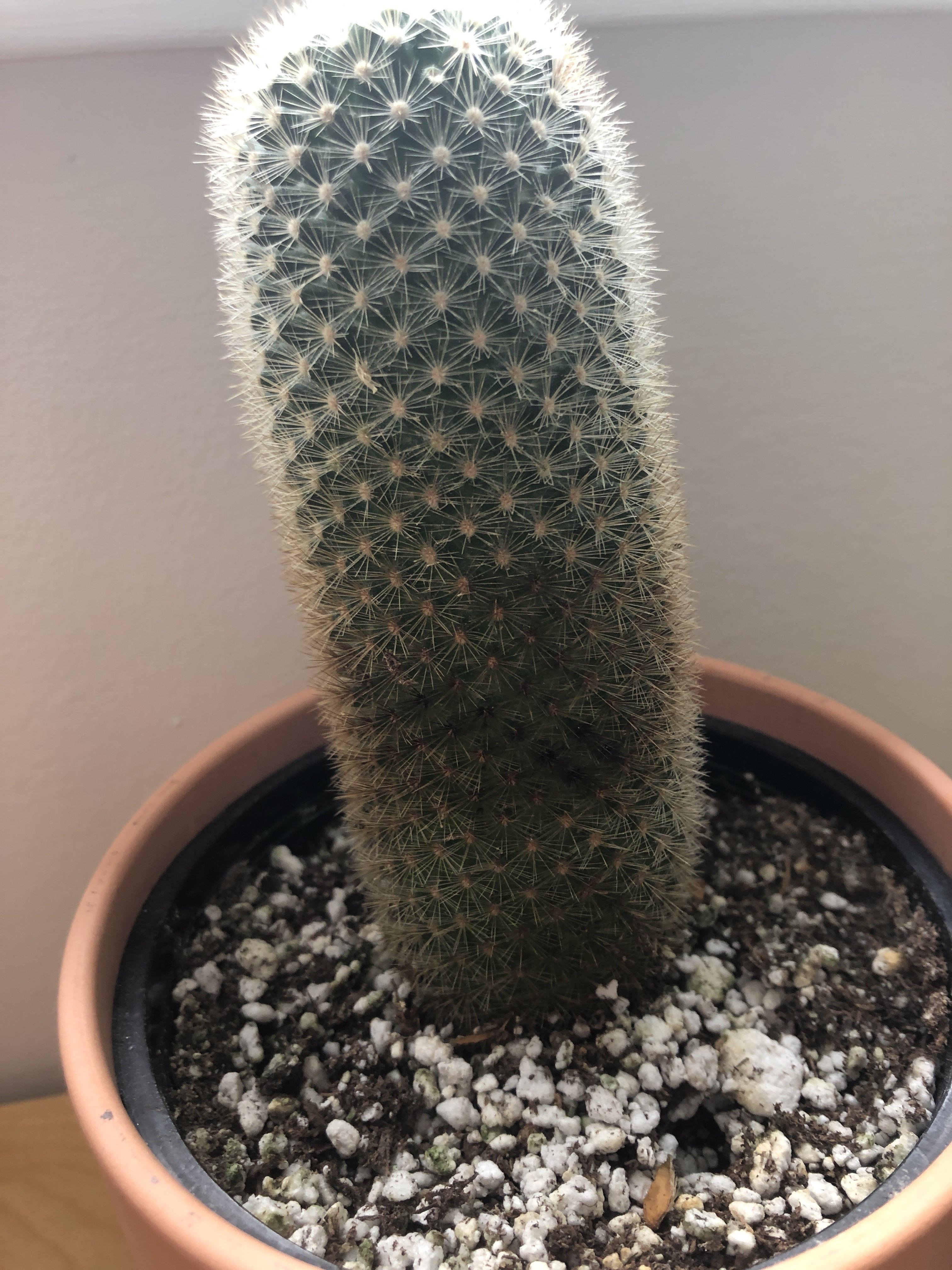 Why is my cactus turning brown? Scrolller