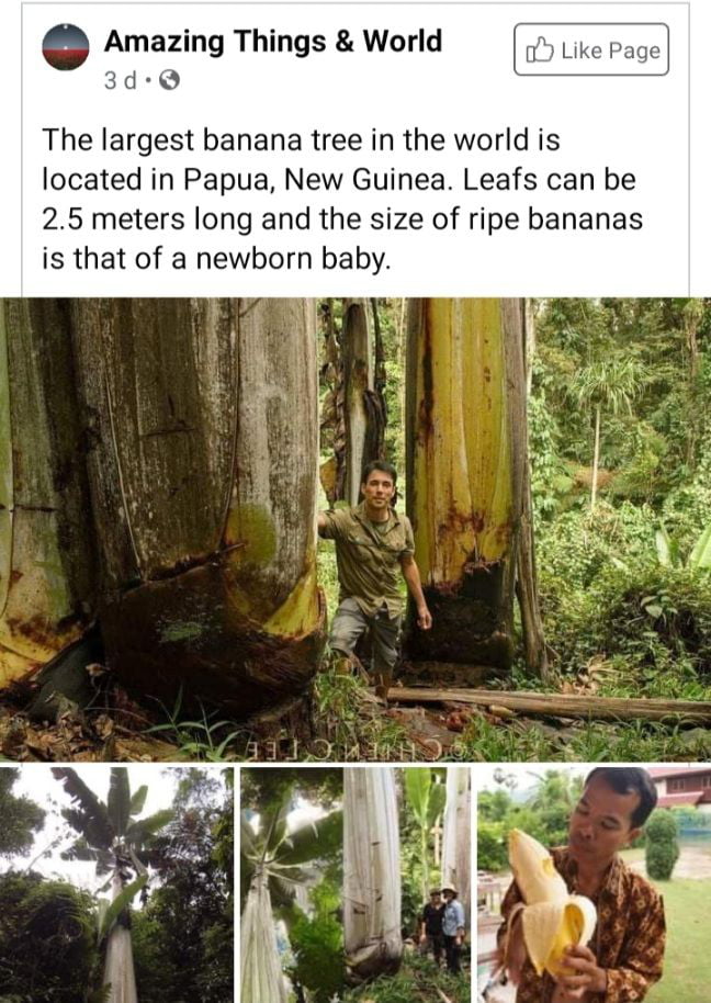 big banana tree in the world
