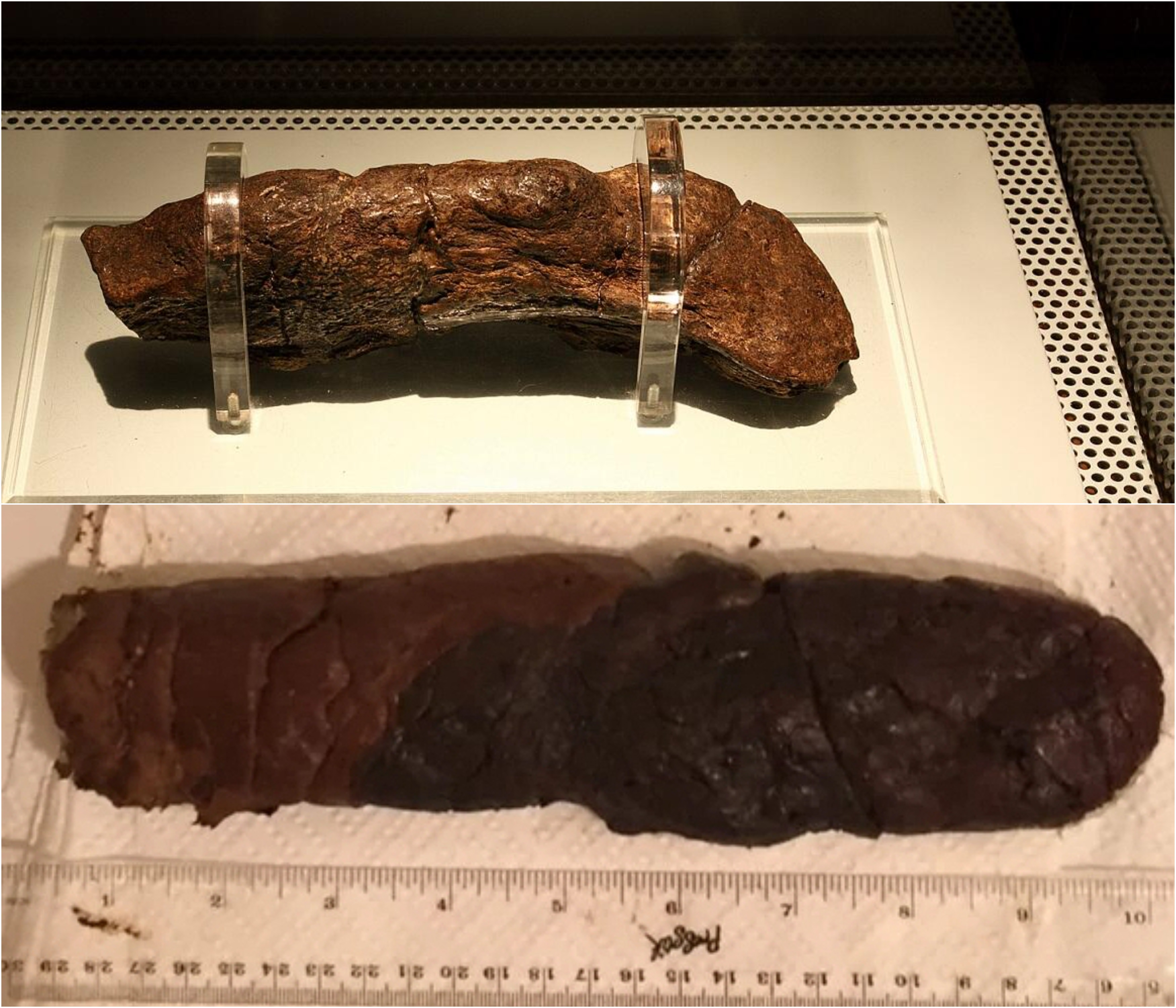 World Record Poop The Upper Pic Shows The Largest Human Coprolite In world-record-poop-the-upper-pic-shows-the-largest-human-coprolite-in