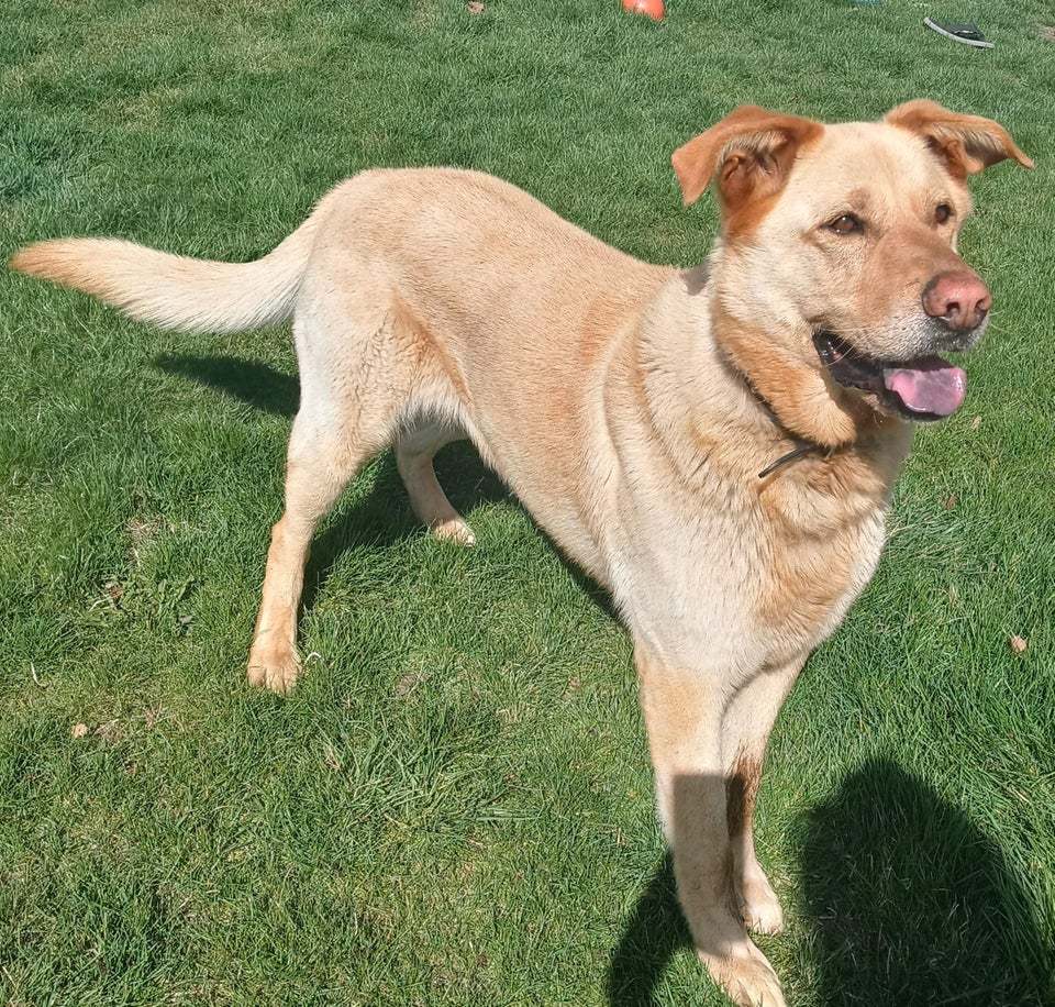 Yellow Lab x Shepherd. Meet Teddy! Scrolller