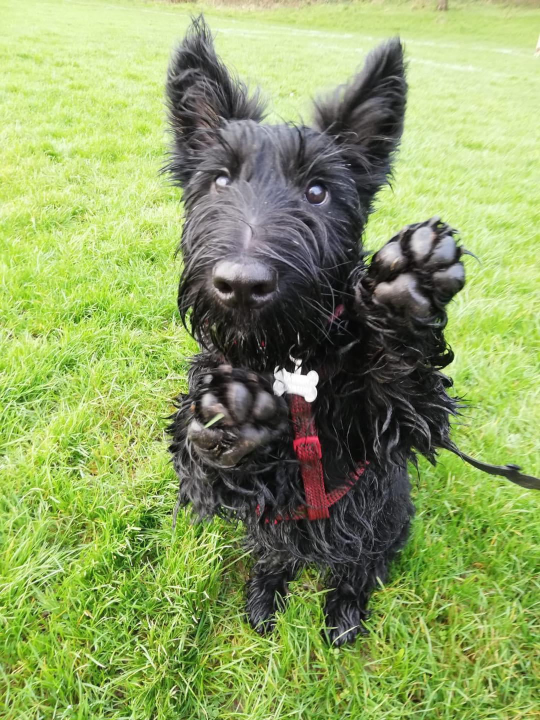 Yes Sir, I can boogie Scrolller