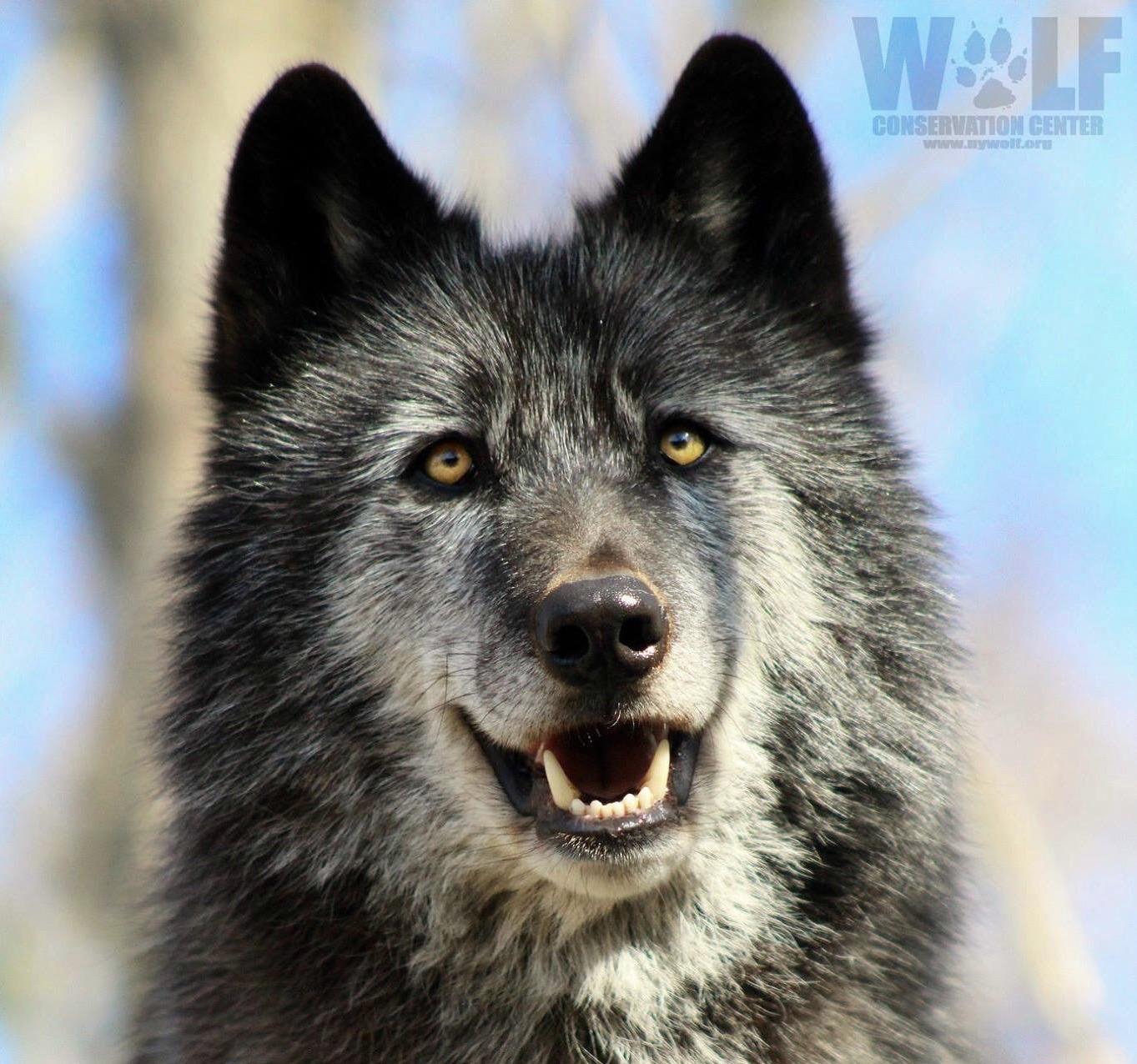 Zephyr of the Wolf Conservation Center Scrolller