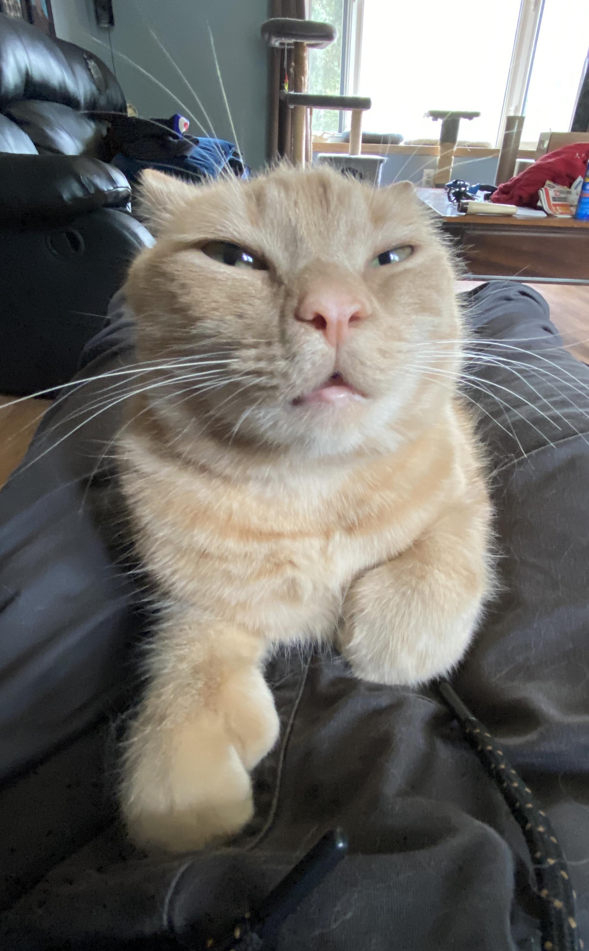 1 brain cell, 2 thumbs, 3 hours of yelling and 4 missing teeth. This is