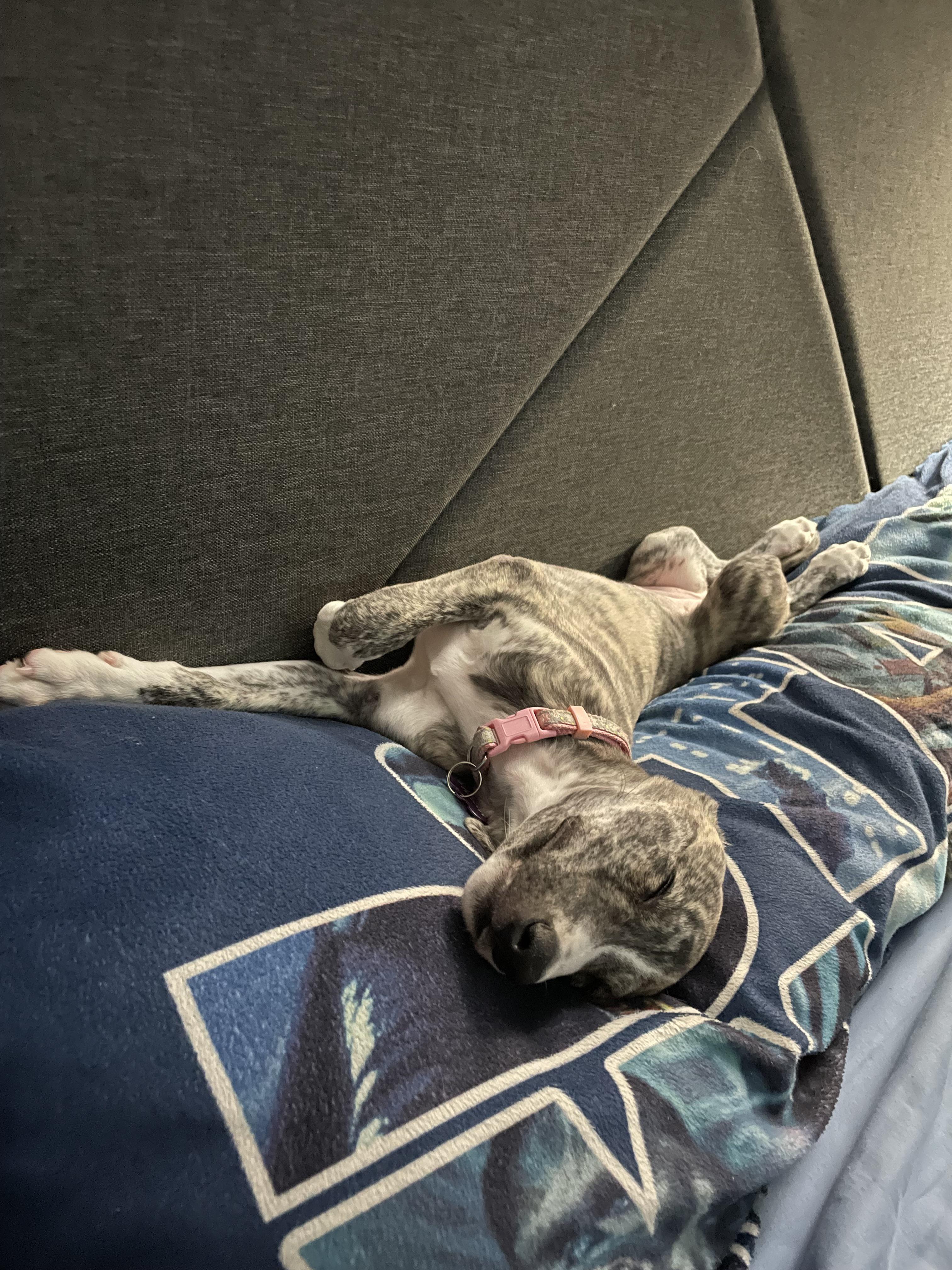 9 Weeks Old Loving Those Puppy Naps Scrolller 9-weeks-old-loving-those-puppy-naps-scrolller