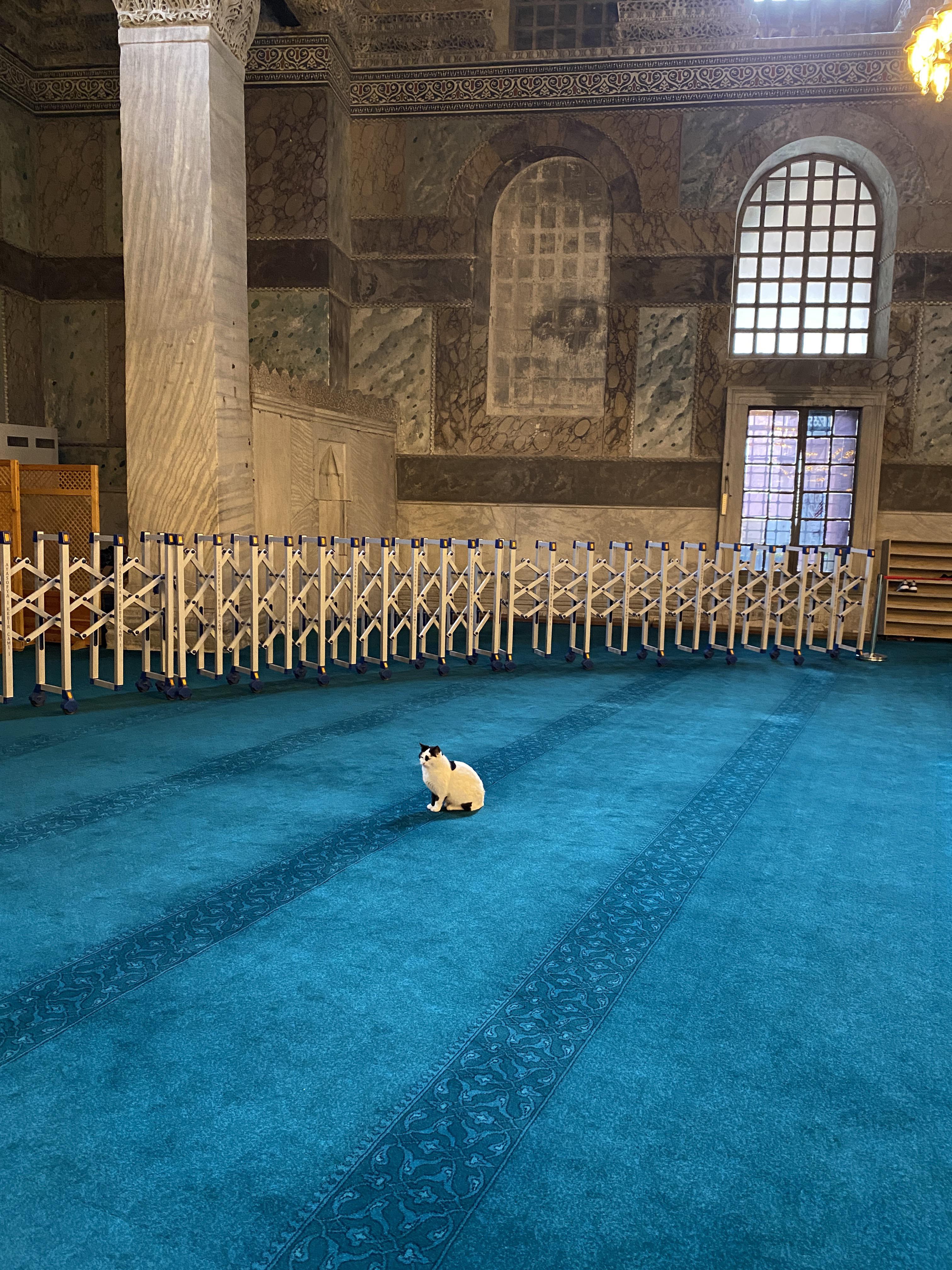 A Cat In Hagia Sophia Scrolller