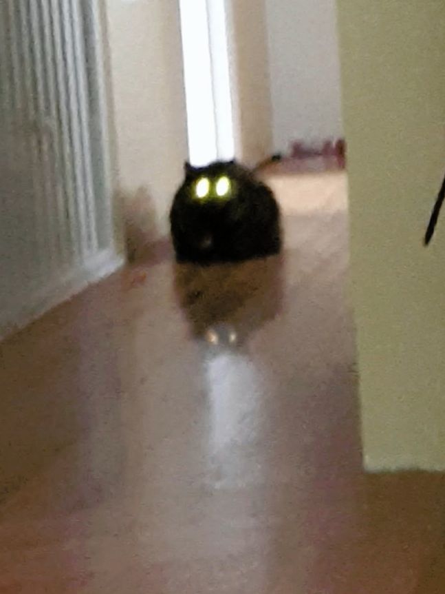 blurry-picture-of-a-cat-2v1kr8zine-647x862.jpg