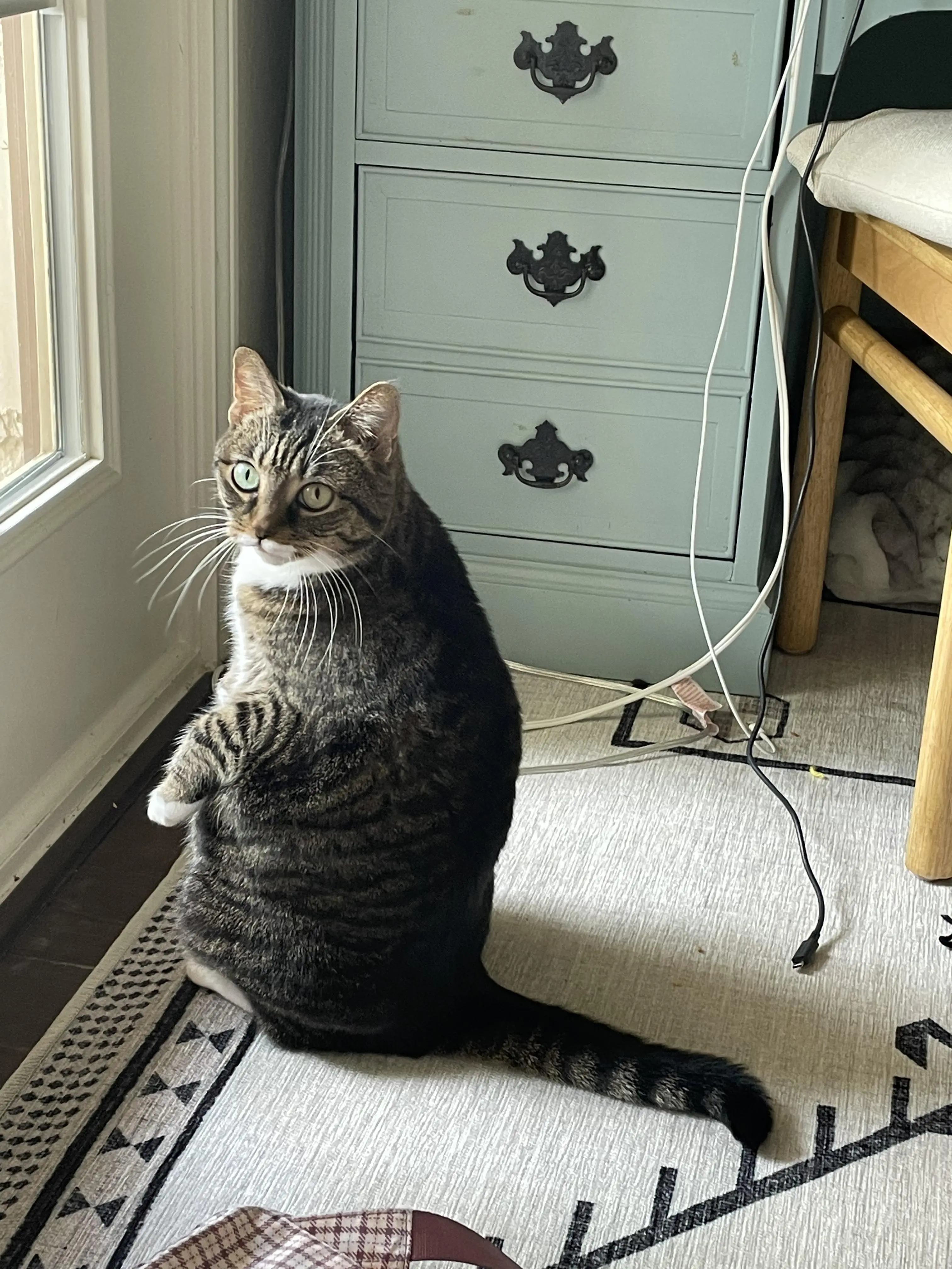 Cat.
