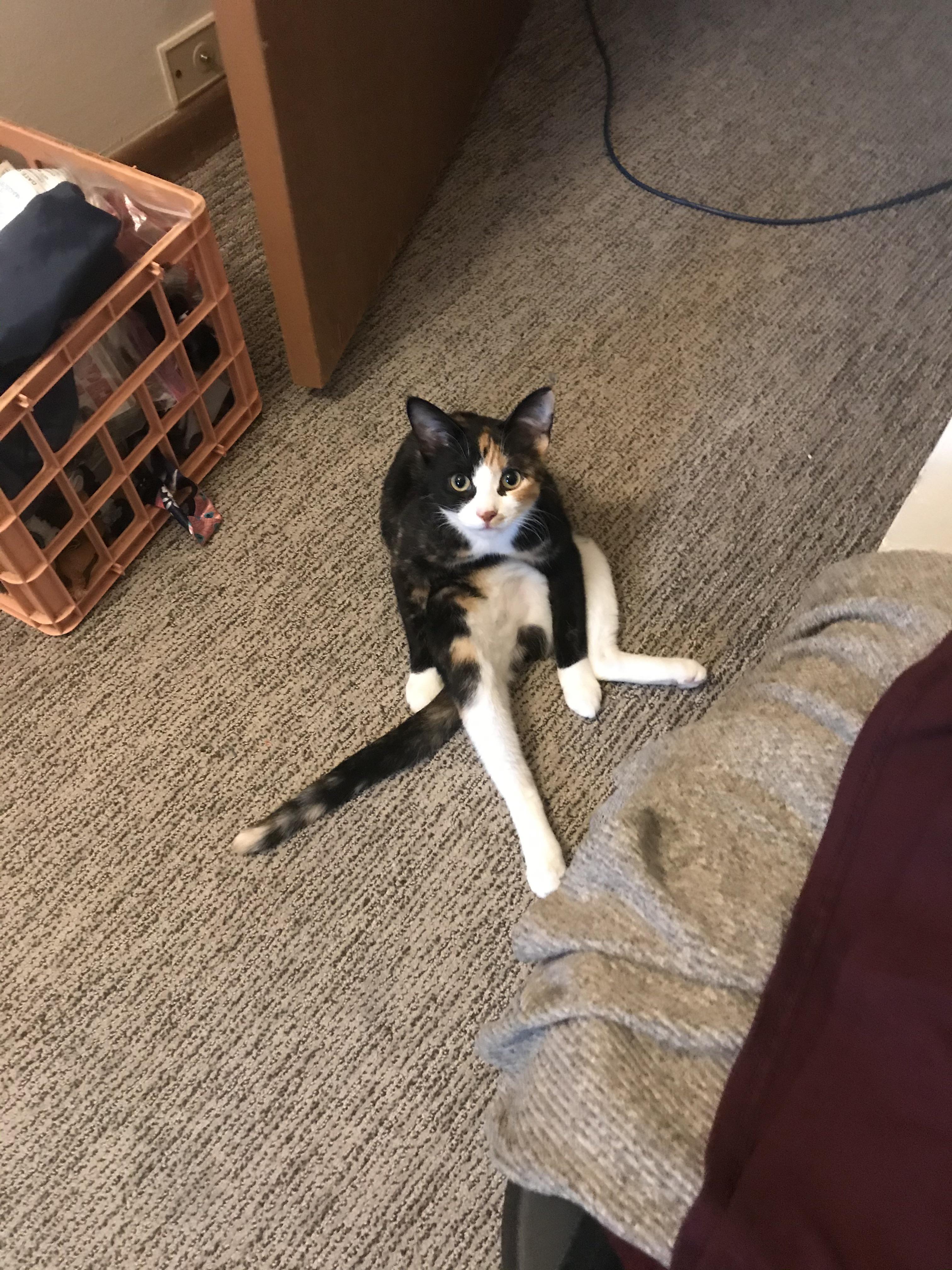 Cat Scrolller Cat Scrolller
