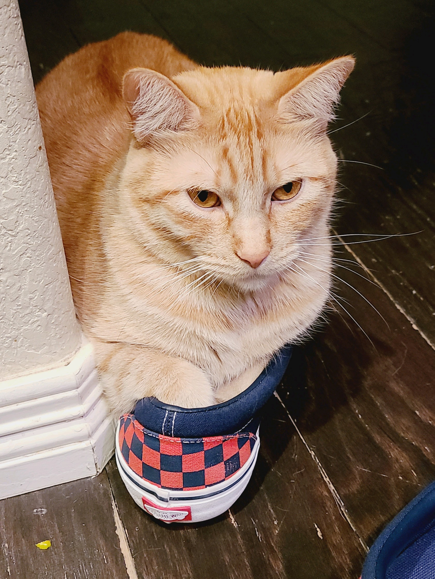 Cats in Vans Scrolller