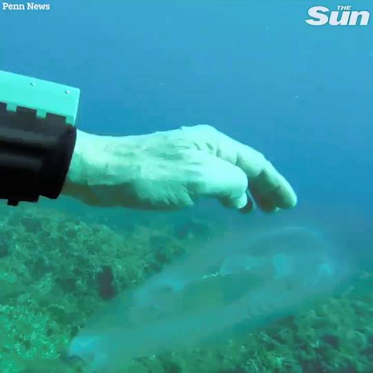 Diver encounters ‘ghostly fish’ that is almost fully transparent ...