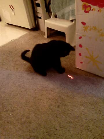 Does Our Kitty Like The Laser Pointer Scrolller