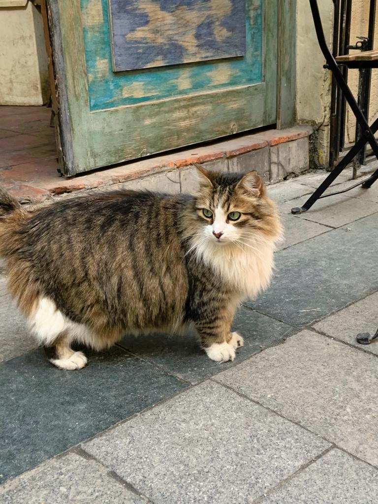 Floof Scrolller