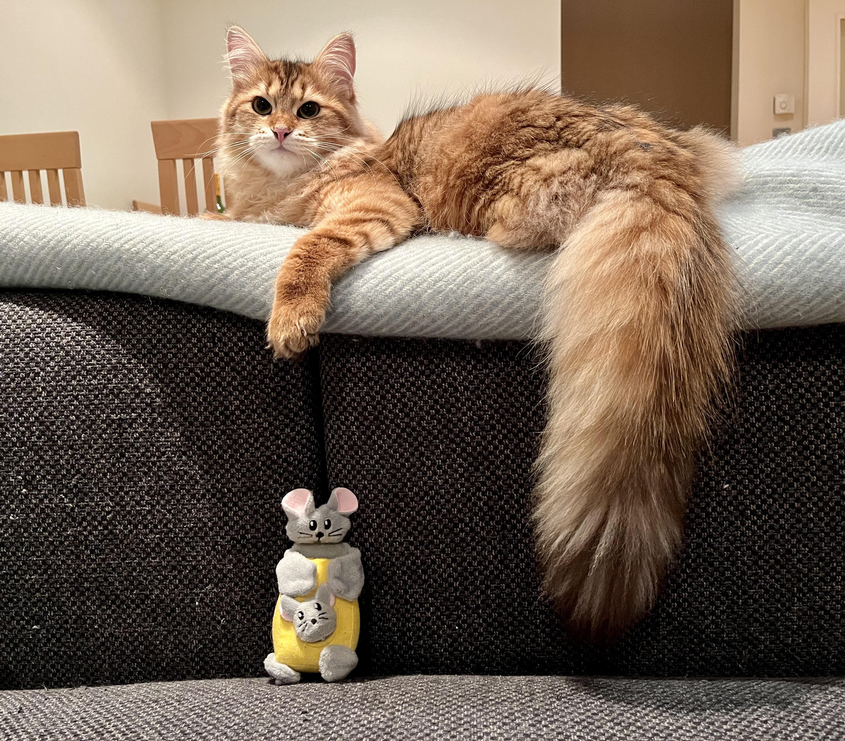 Fluffy Friday Scrolller