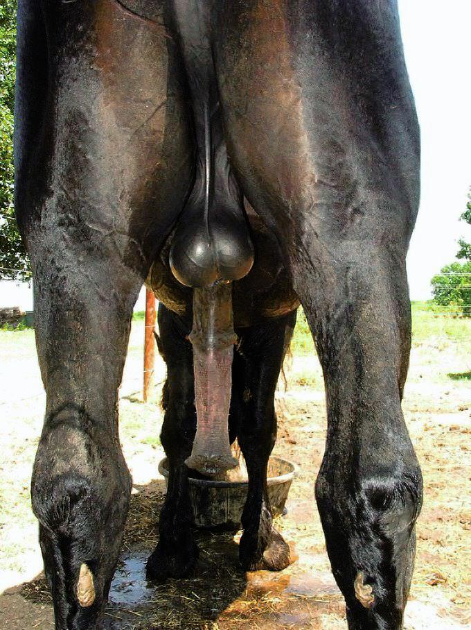 horse dick balls 