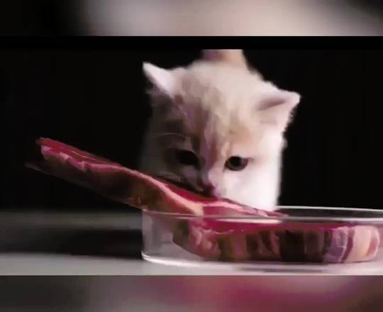 Happy hungry kitty | Scrolller