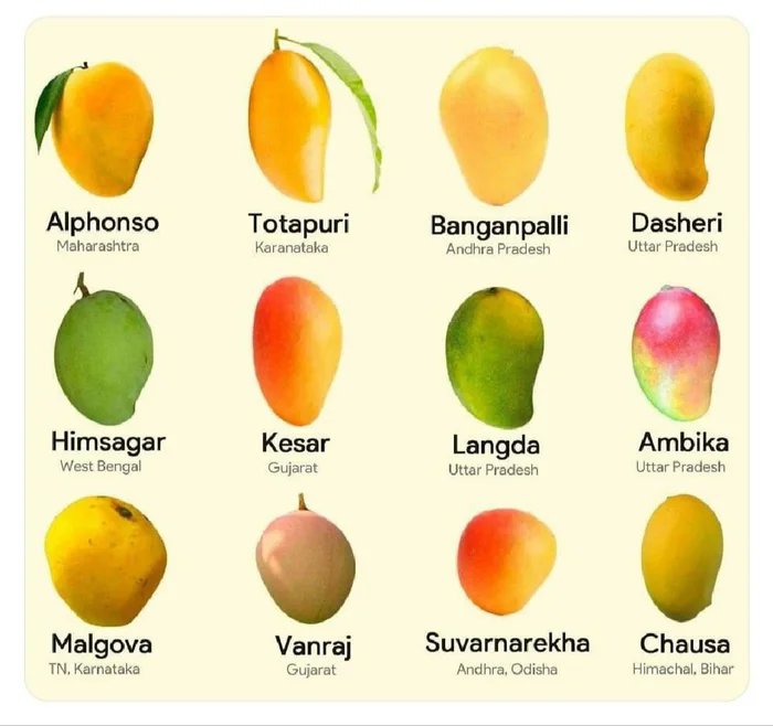 indian mangoes and their originating states | Scrolller