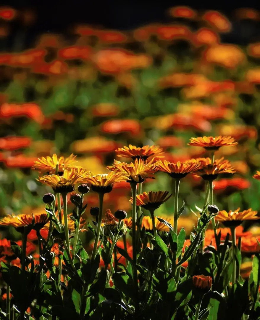 ITAP of flowers