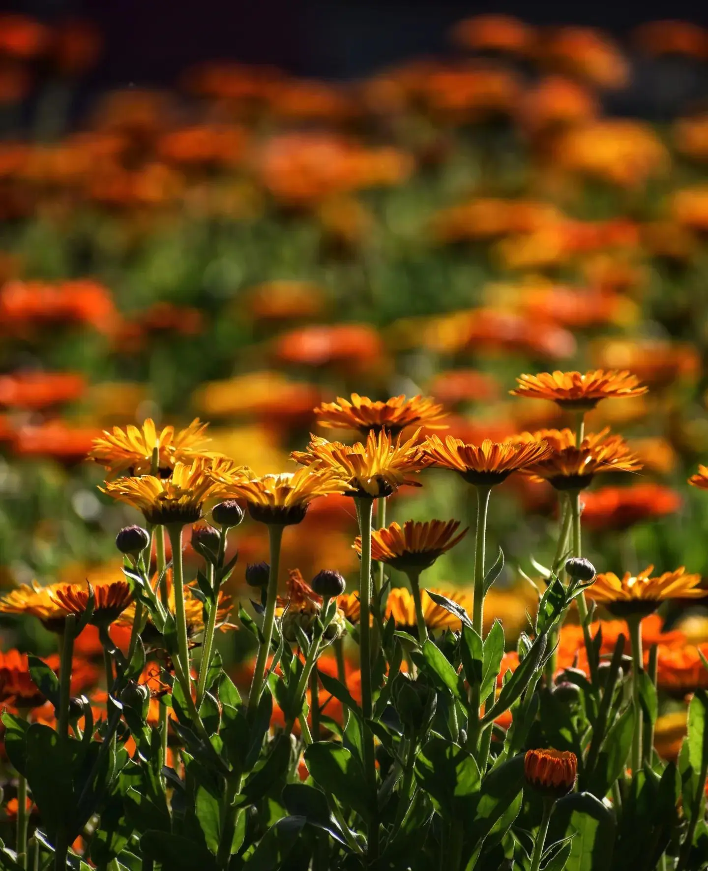 ITAP of flowers