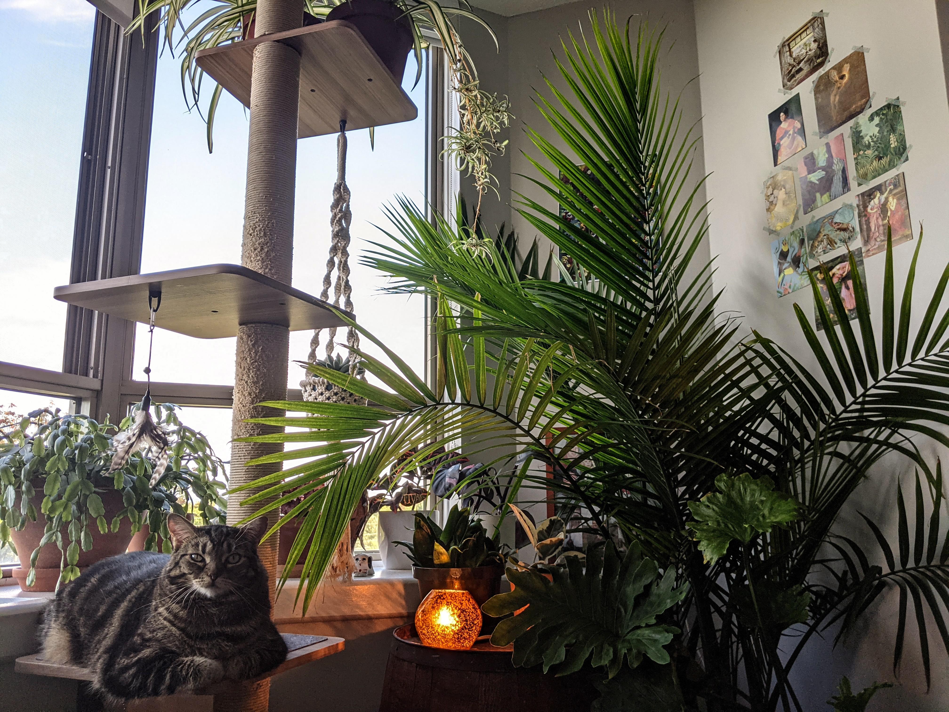 Jungle queen Scrolller