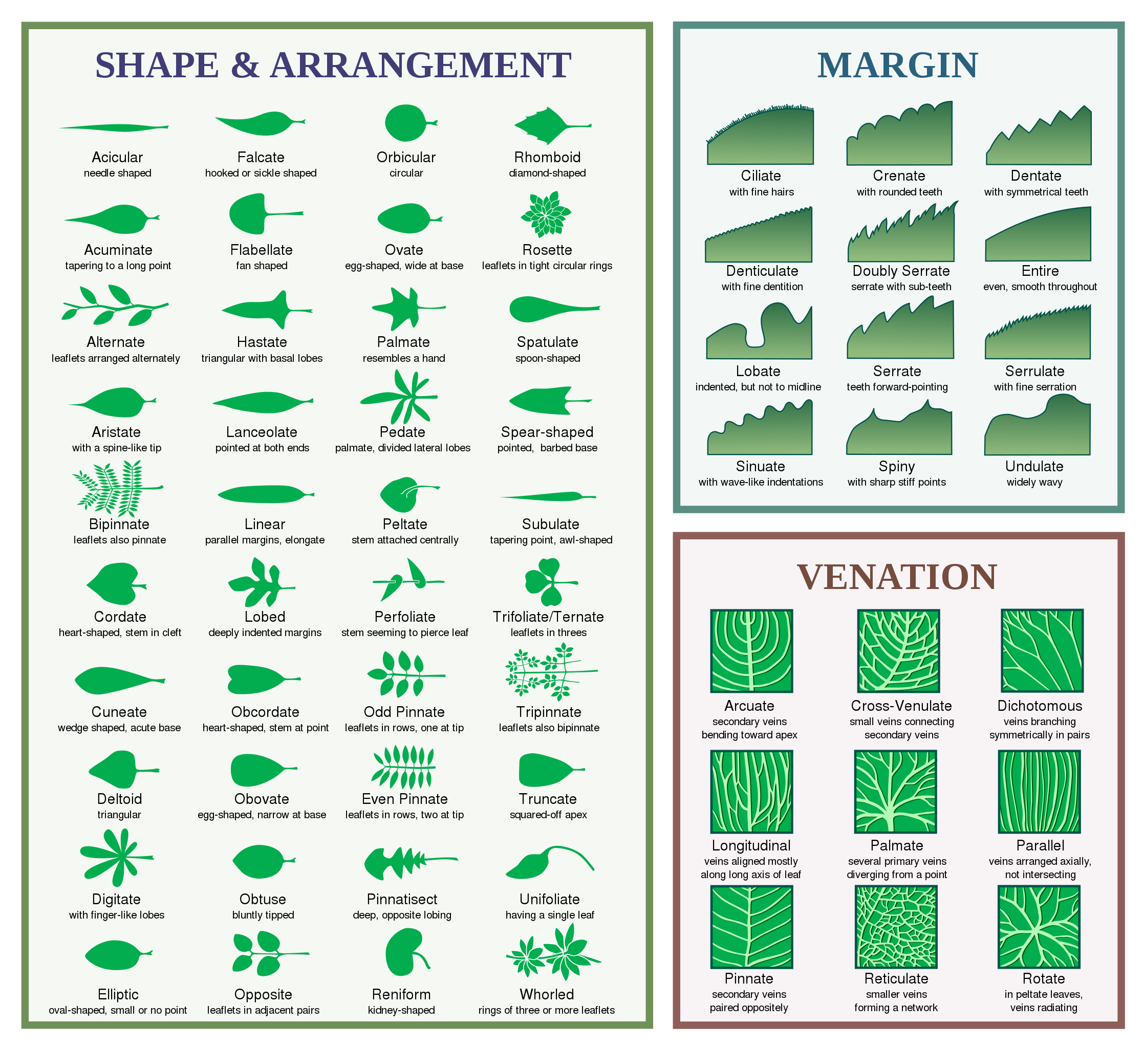 Discover The Hidden World Of Palm Leaf Terminology! - wgj9i6j