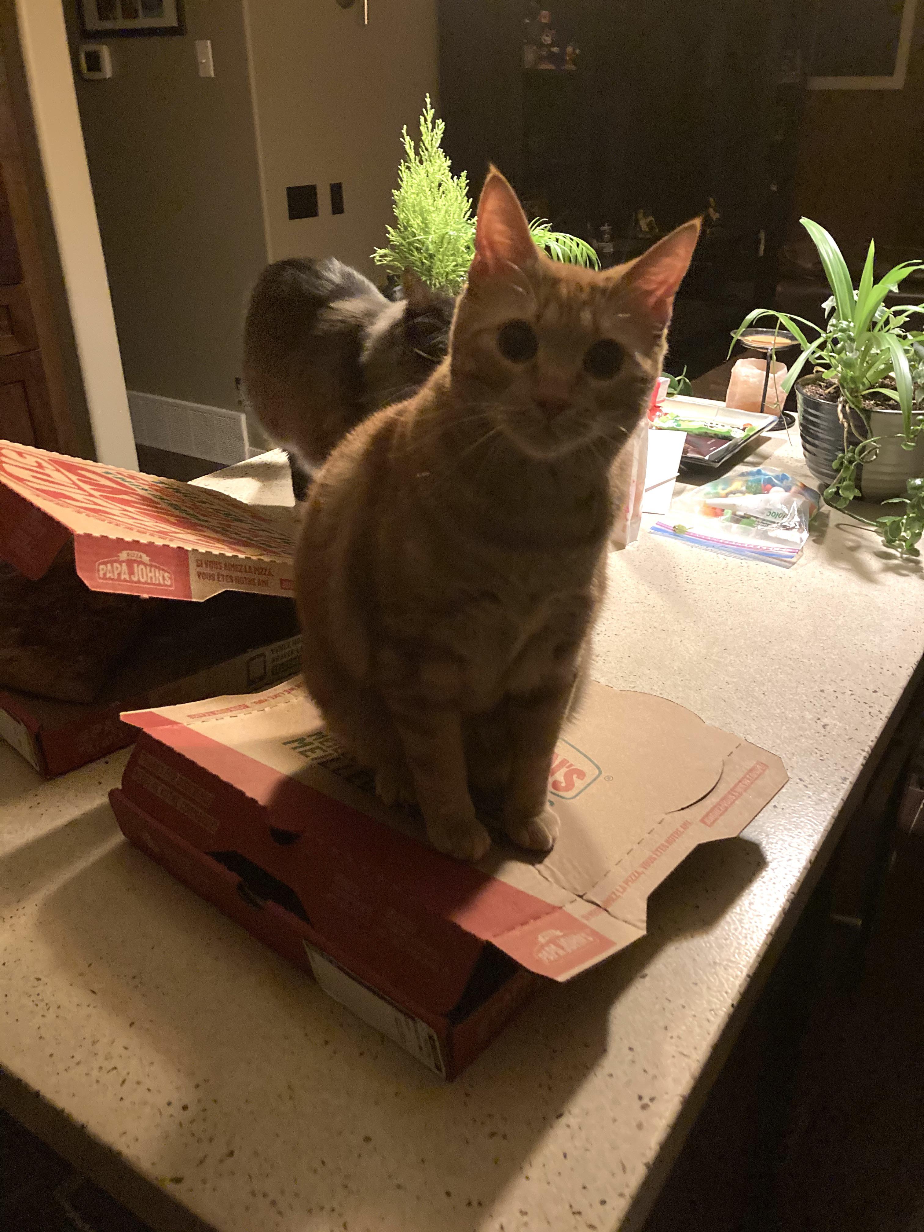 Lilly Belle on Pizza | Scrolller