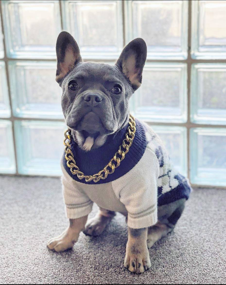 little-waffles-is-growing-up-so-fast-scrolller