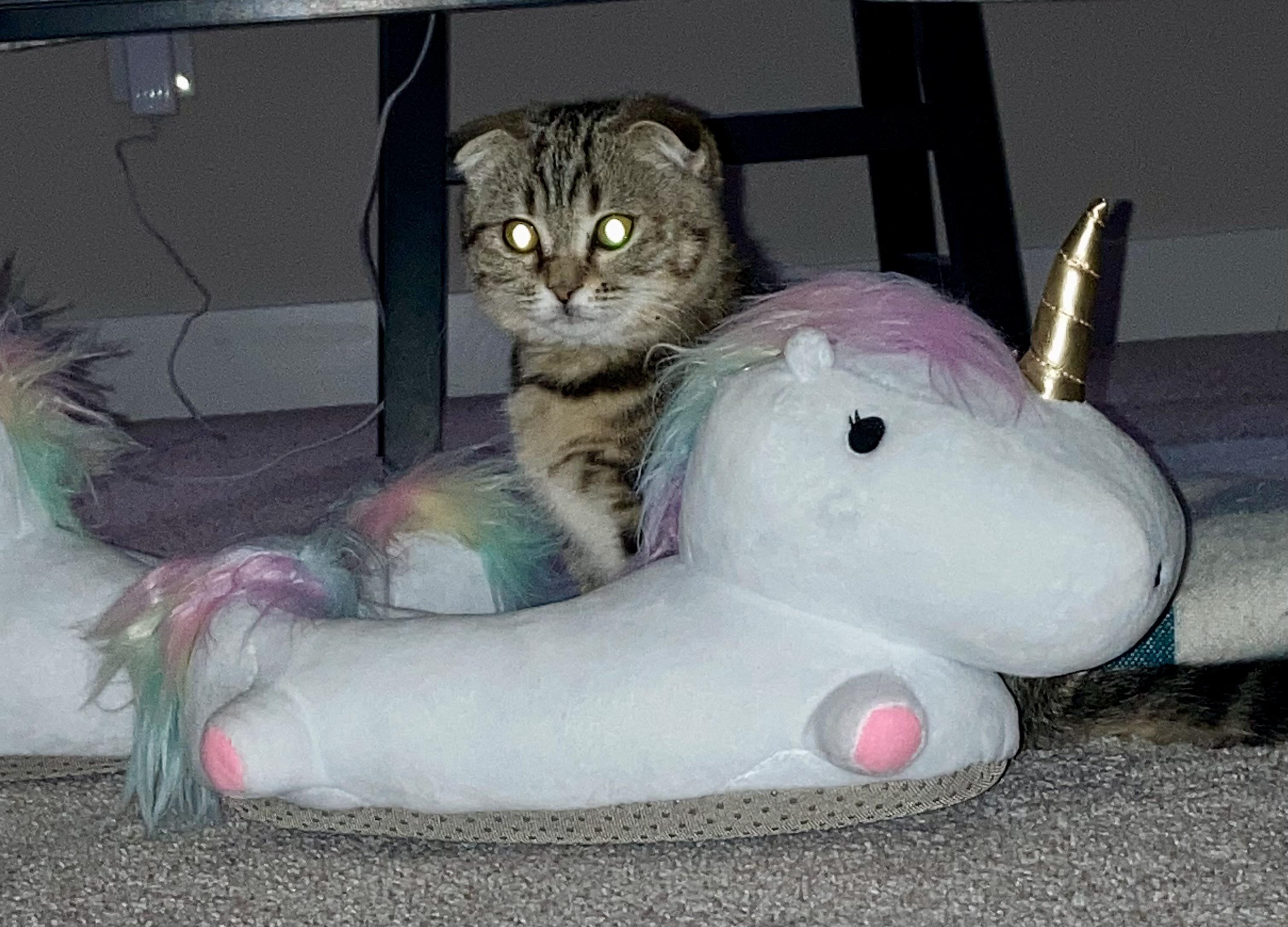 Lola beamed up to ride the white horse/unicorn. | Scrolller