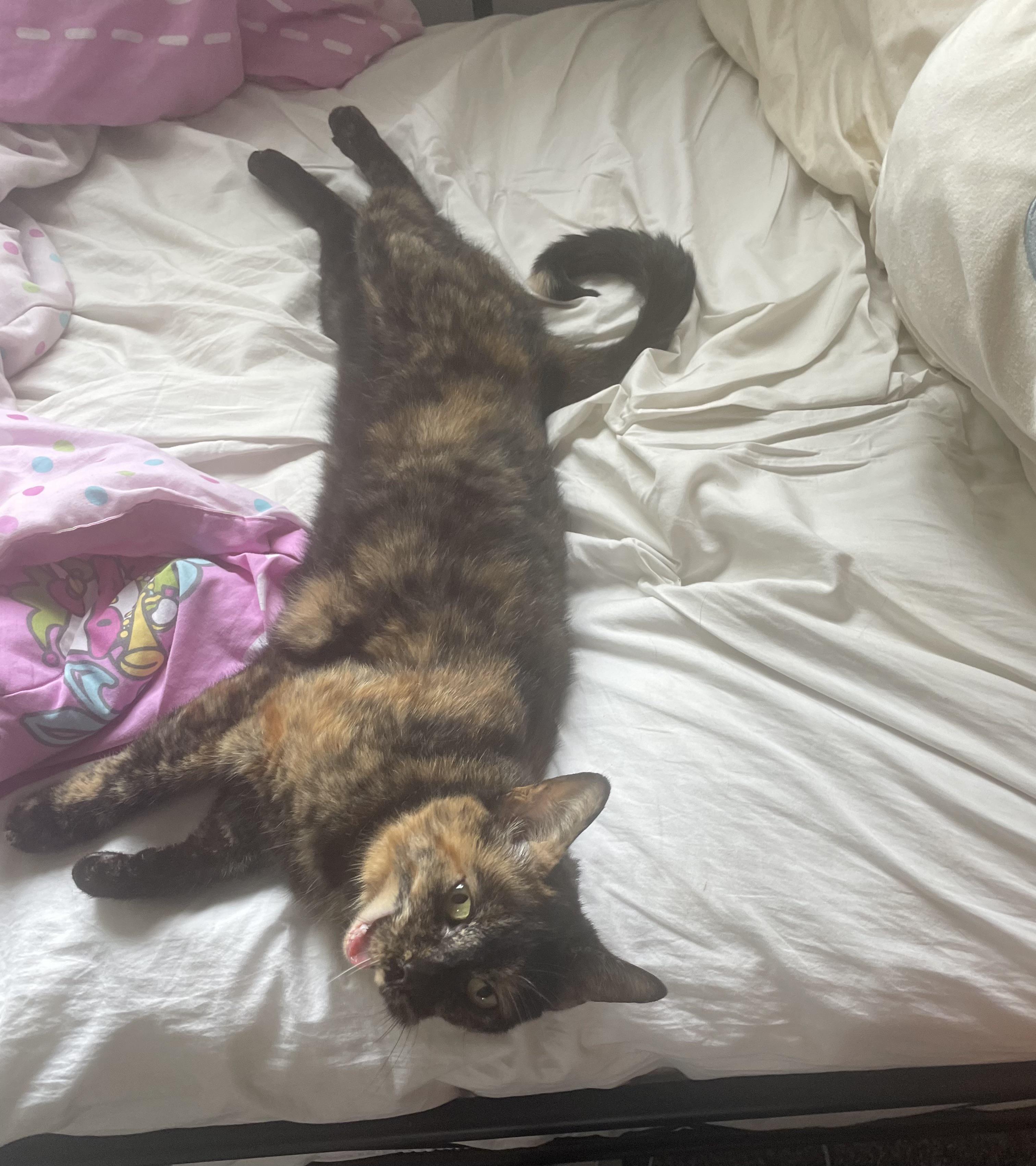 long and ready to take up my whole bed Scrolller