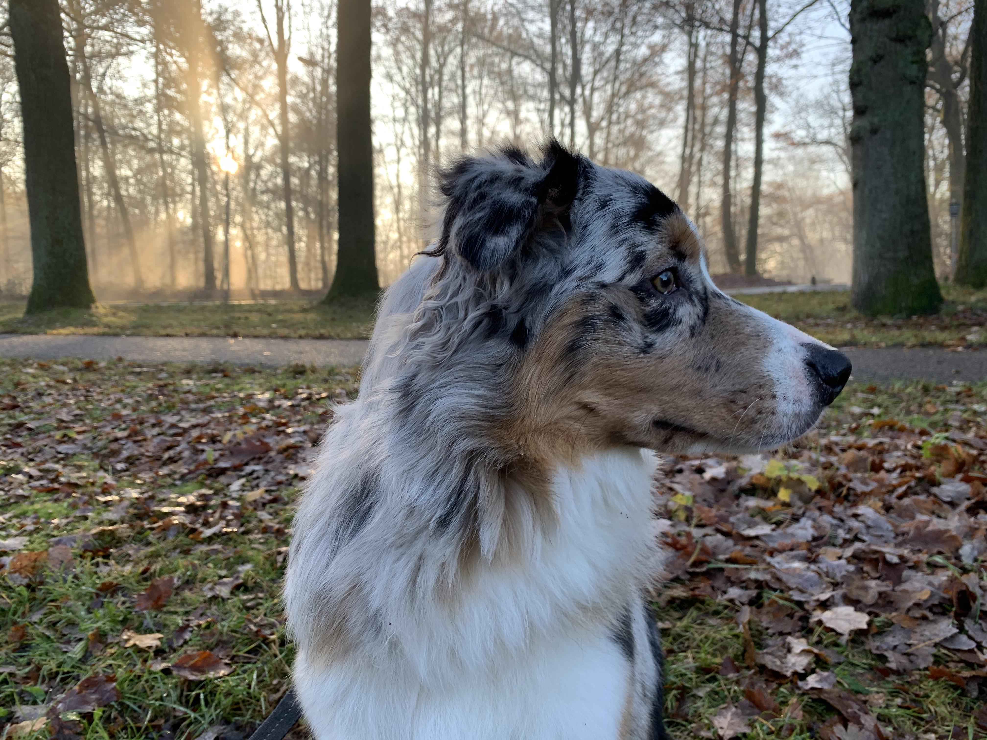 Asqntx Aussie Rescue 52 - y93jg06