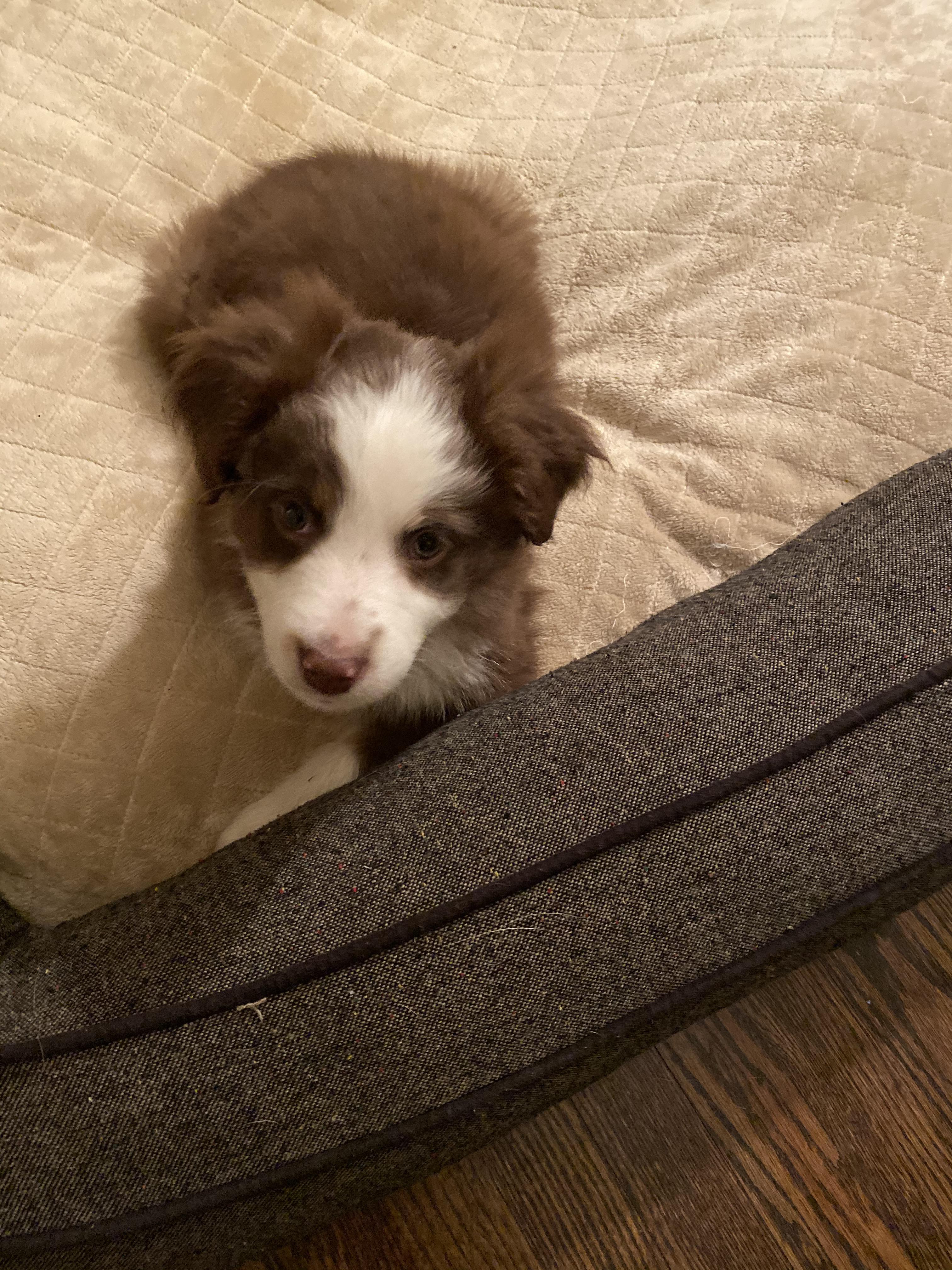 meet-our-newest-aussie-addition-he-does-not-have-a-name-yet-waiting