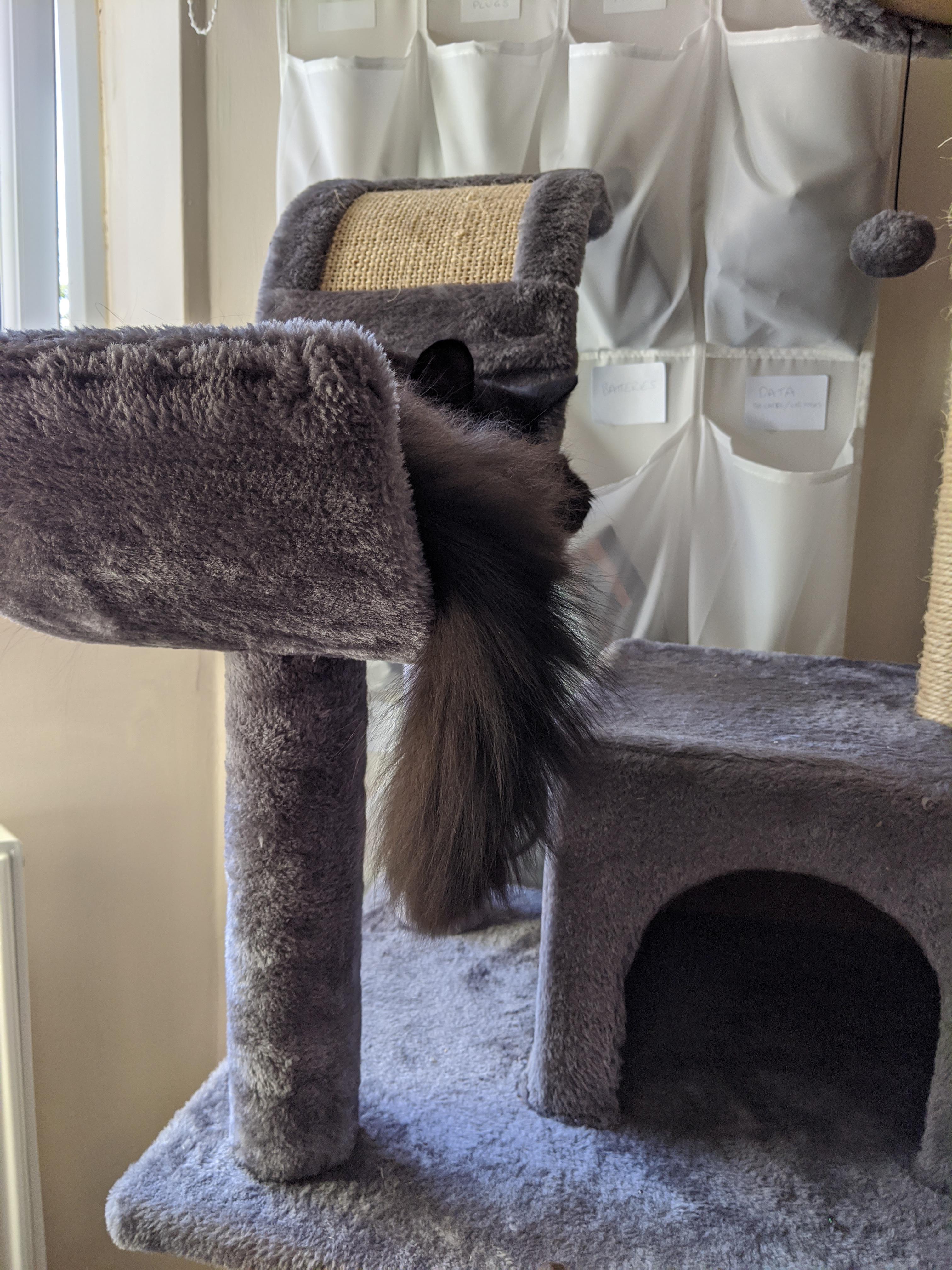 More bottlebrush tail than cat today Scrolller