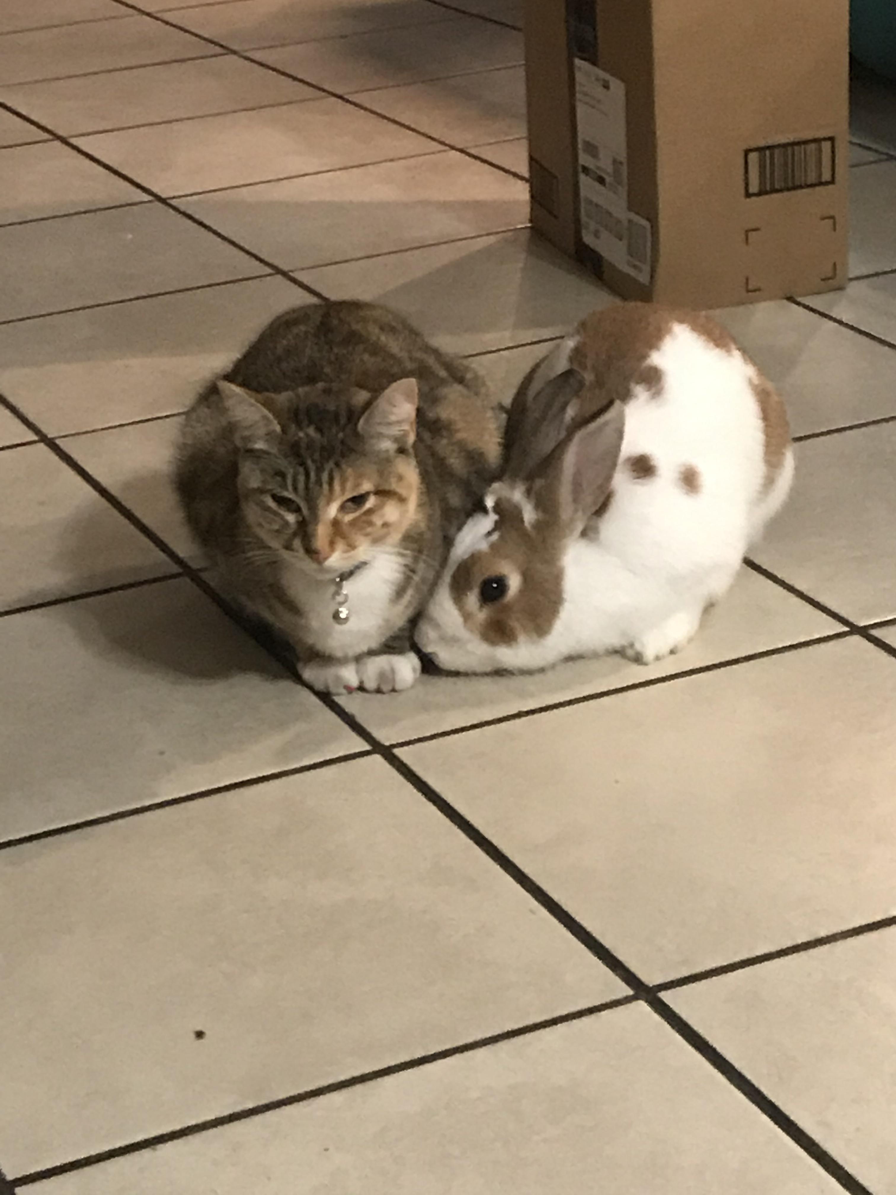 My bunno trying to get the cat to groom him while the cat just chills