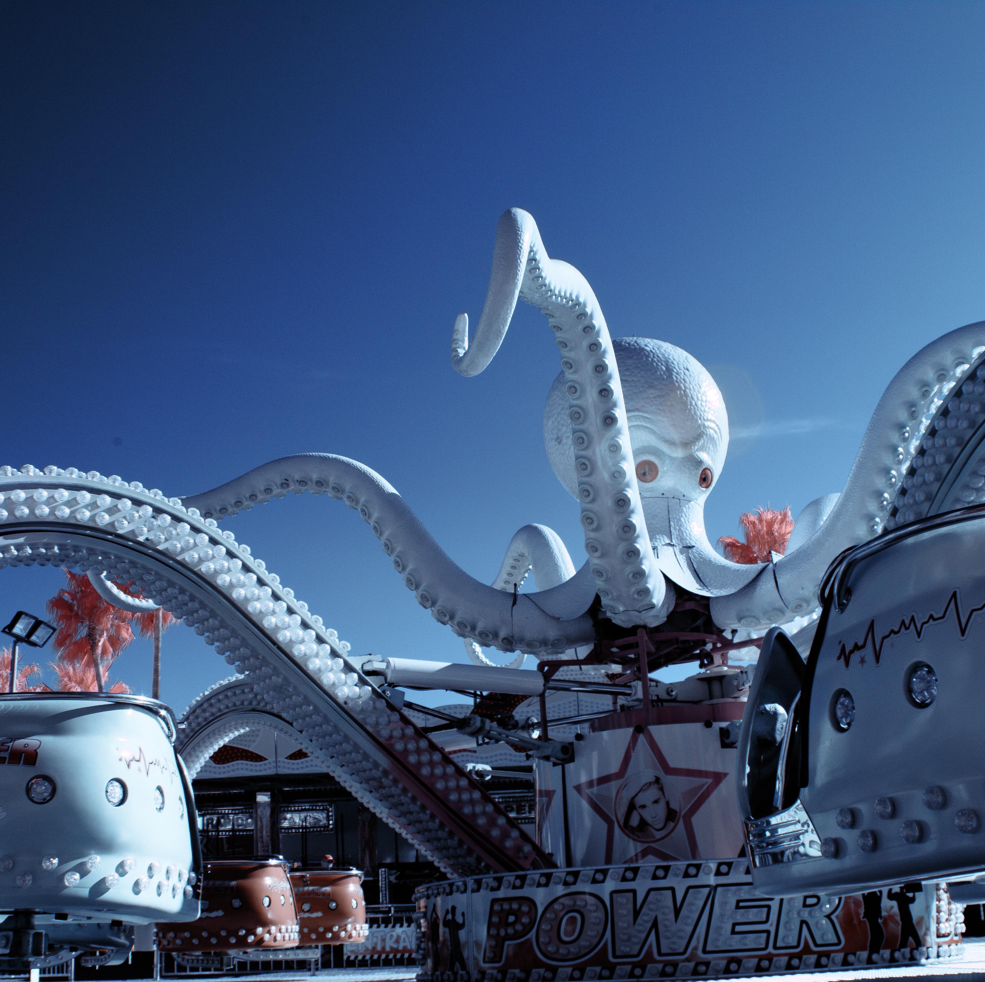 Unbelievable Octopus Power: How Strong Are These Cephalopods, Really? - anoc6rp