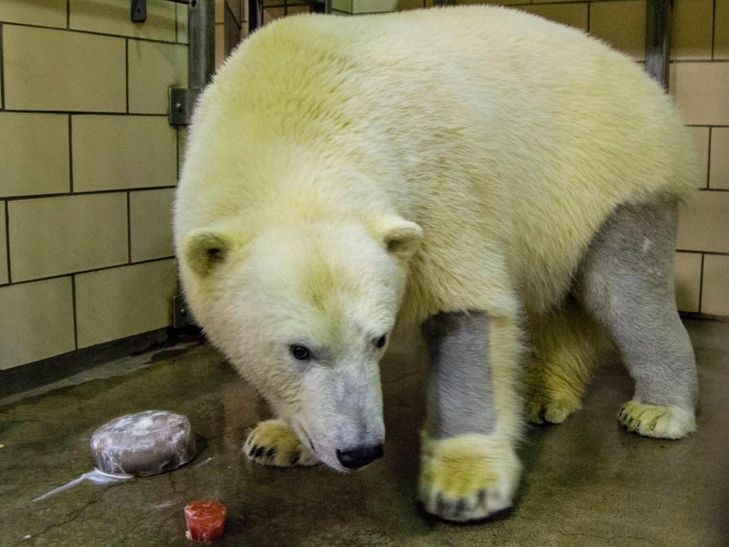 Polar bears have black skin and clear, hollow fur. Their clear fur ...