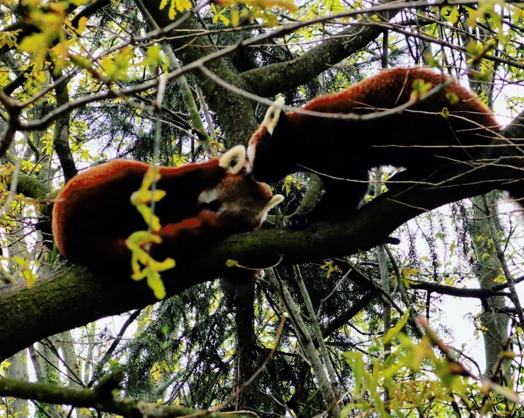 Red Panda's at Chester Zoo this afternoon. | Scrolller