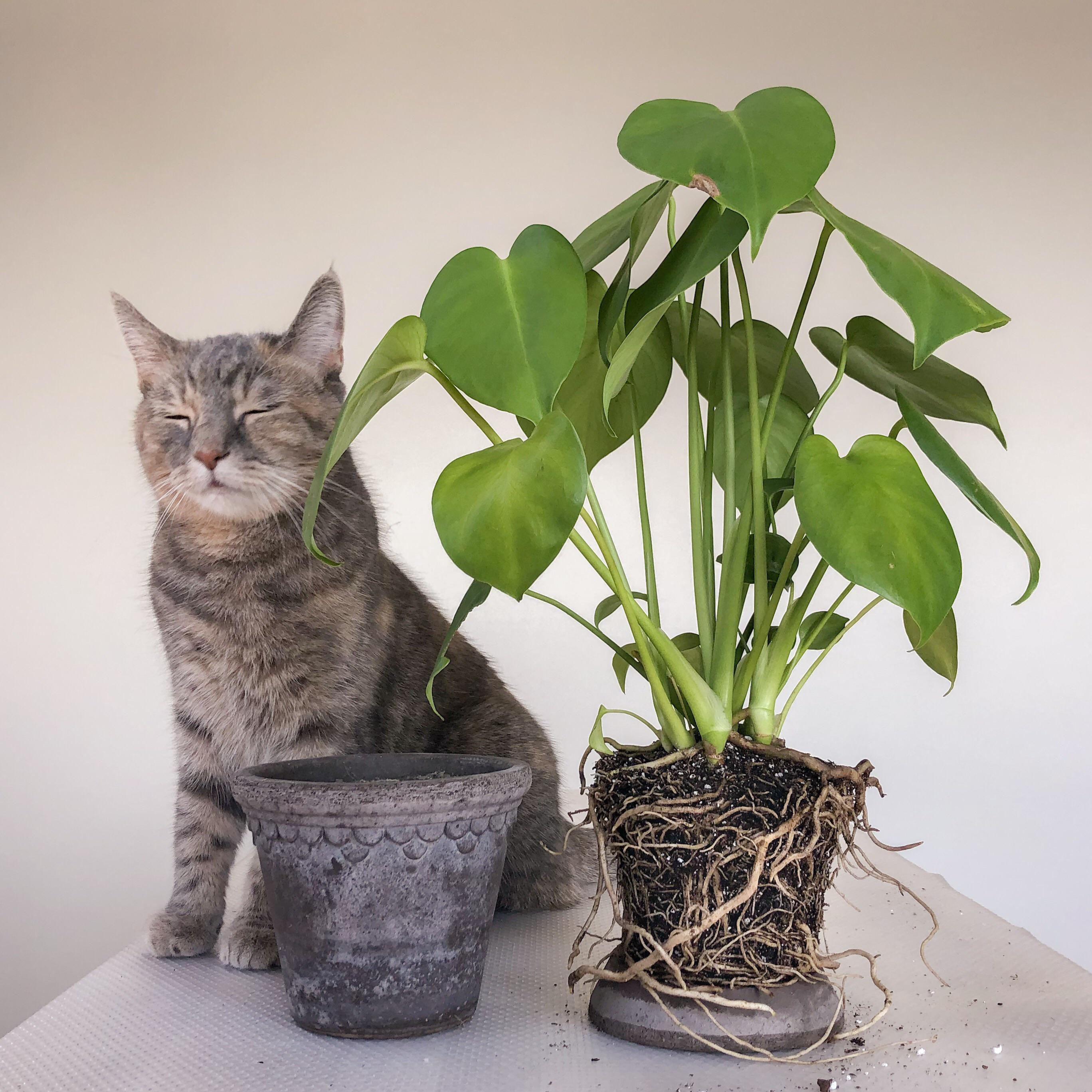 Repotted a very root-bound juvenile monstera | Scrolller